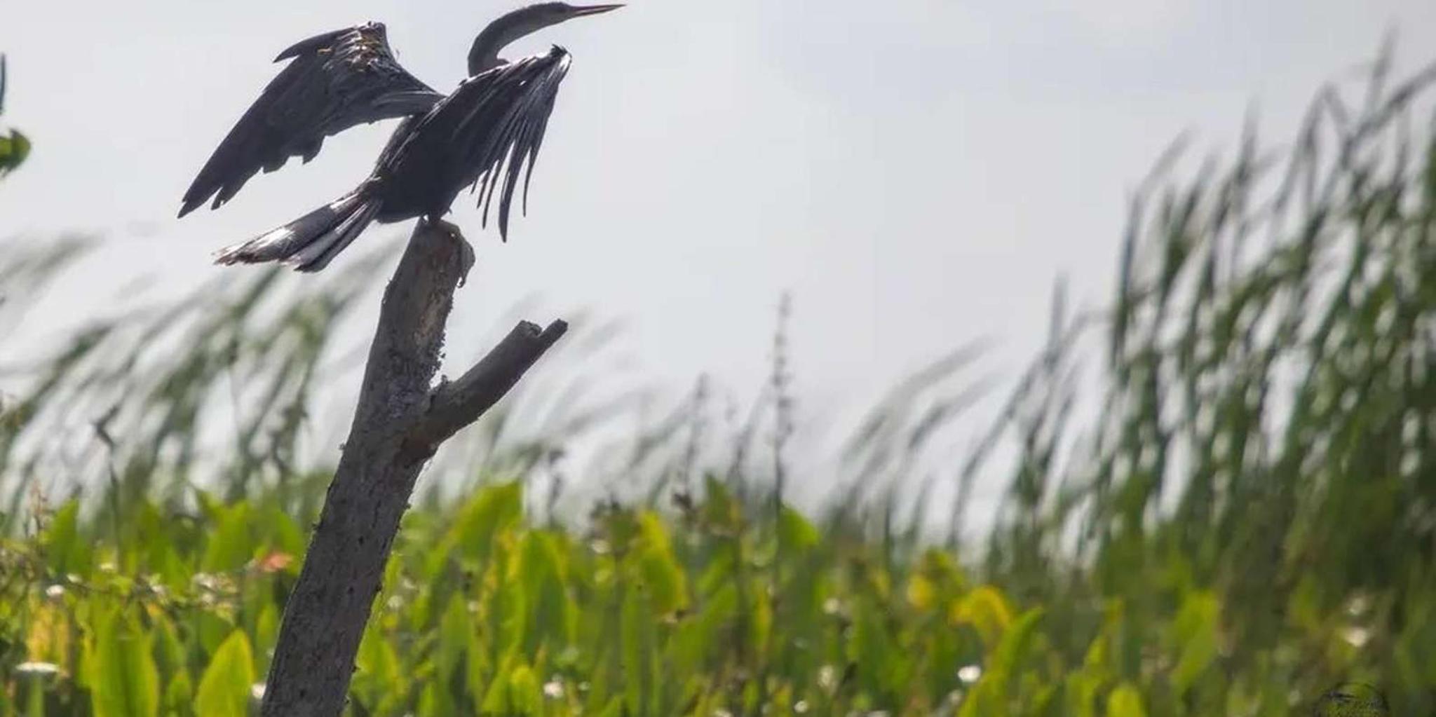 New Orleans Swamp Eco Tour with Local Guide 2 hr - Image 4