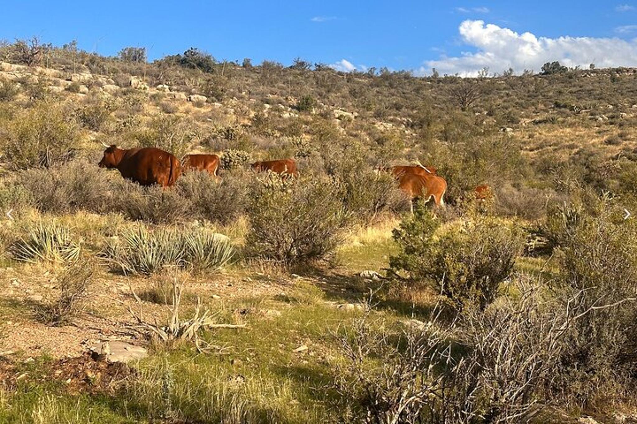 Las Vegas Grand Canyon ATV Tour - Image 4