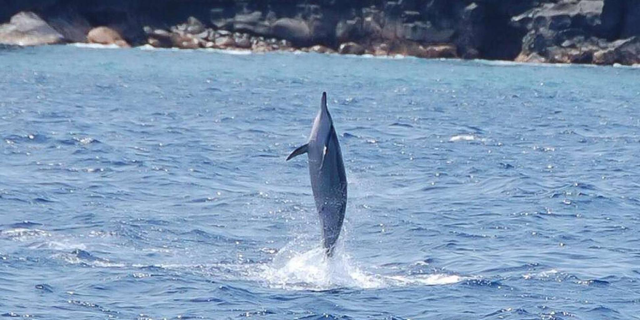 Kailua-Kona Marine Life and Snorkel Tour - Image 3