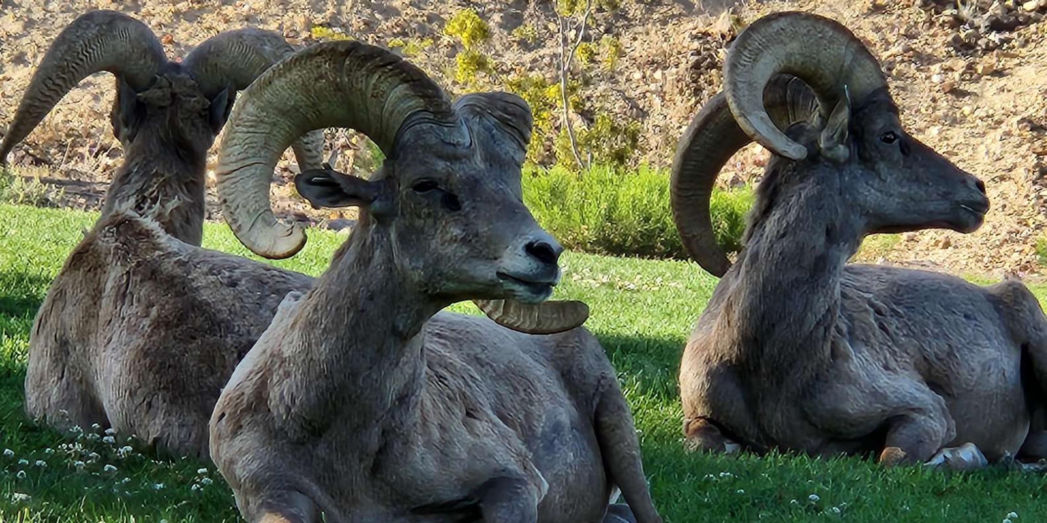 Lake Mead Kayak Tour to Hoover Dam 4 hr - Image 6