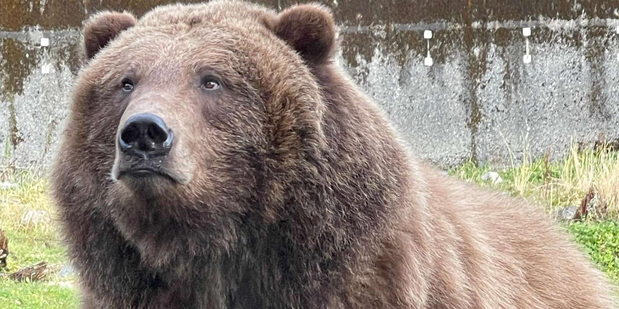 Sitka Private Land and Bear Tour - Image 2