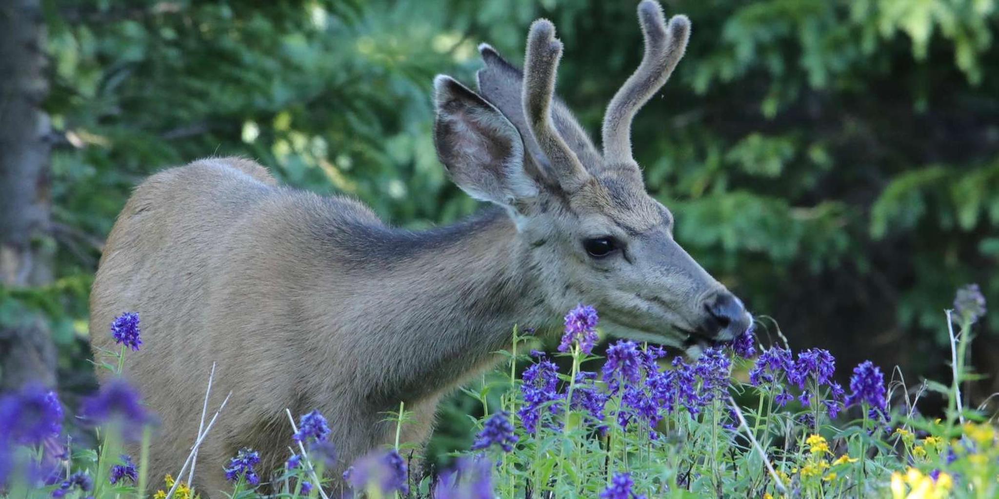 Estes Park Rocky Mountain National Park Photography Tour - Image 5