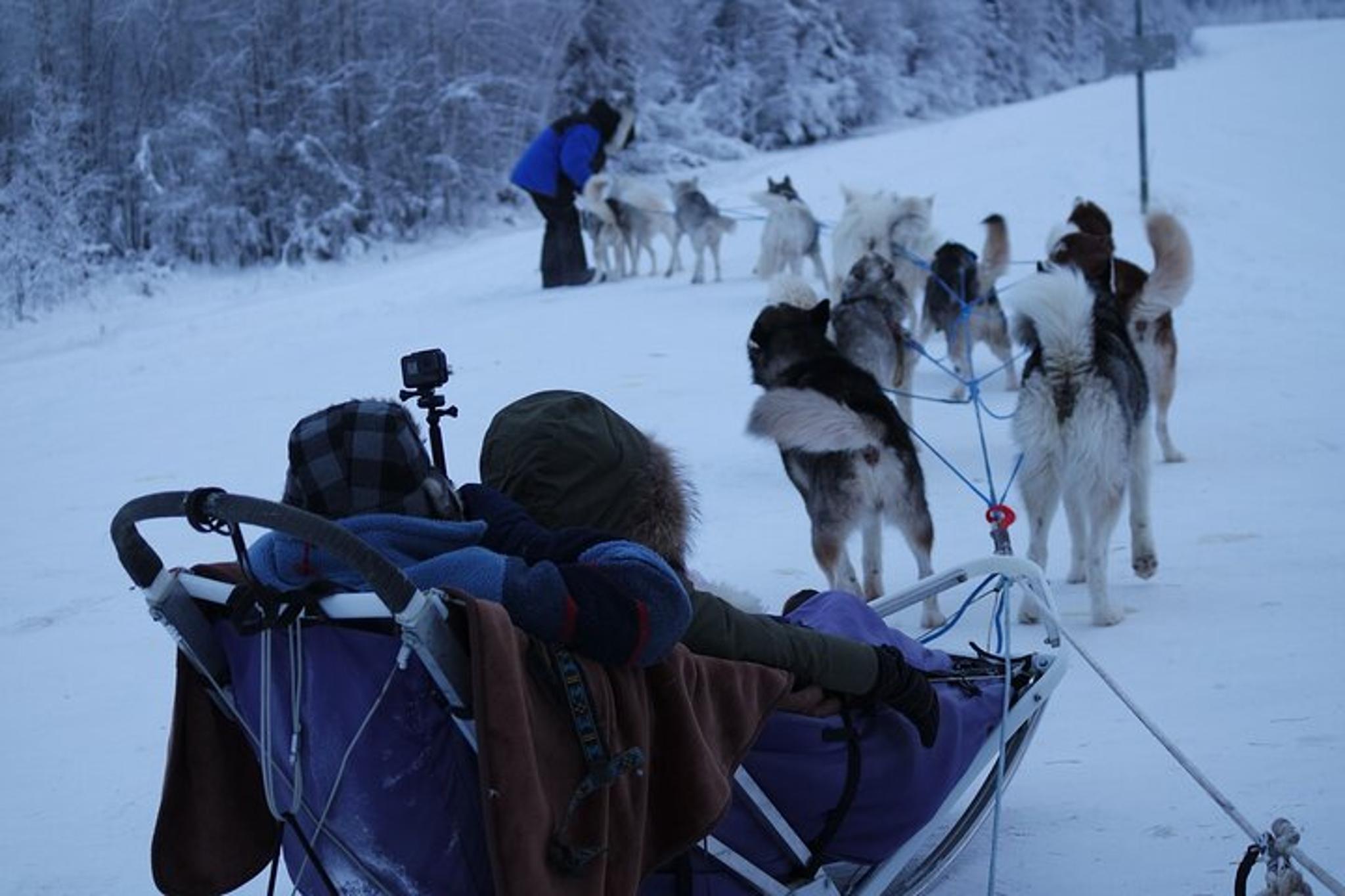 Fairbanks Dog Sledding with Free Photo 90 min - Image 6