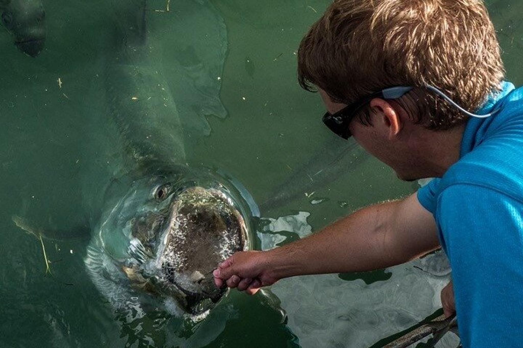 Miami Tarpon Fish Feeding Experience - Image 4
