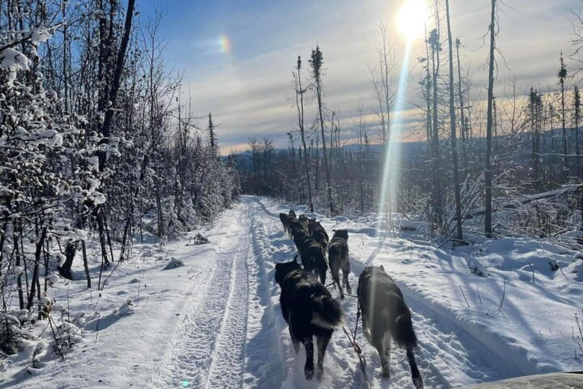 Fairbanks Overnight Dog Sledding Adventure - Image 4