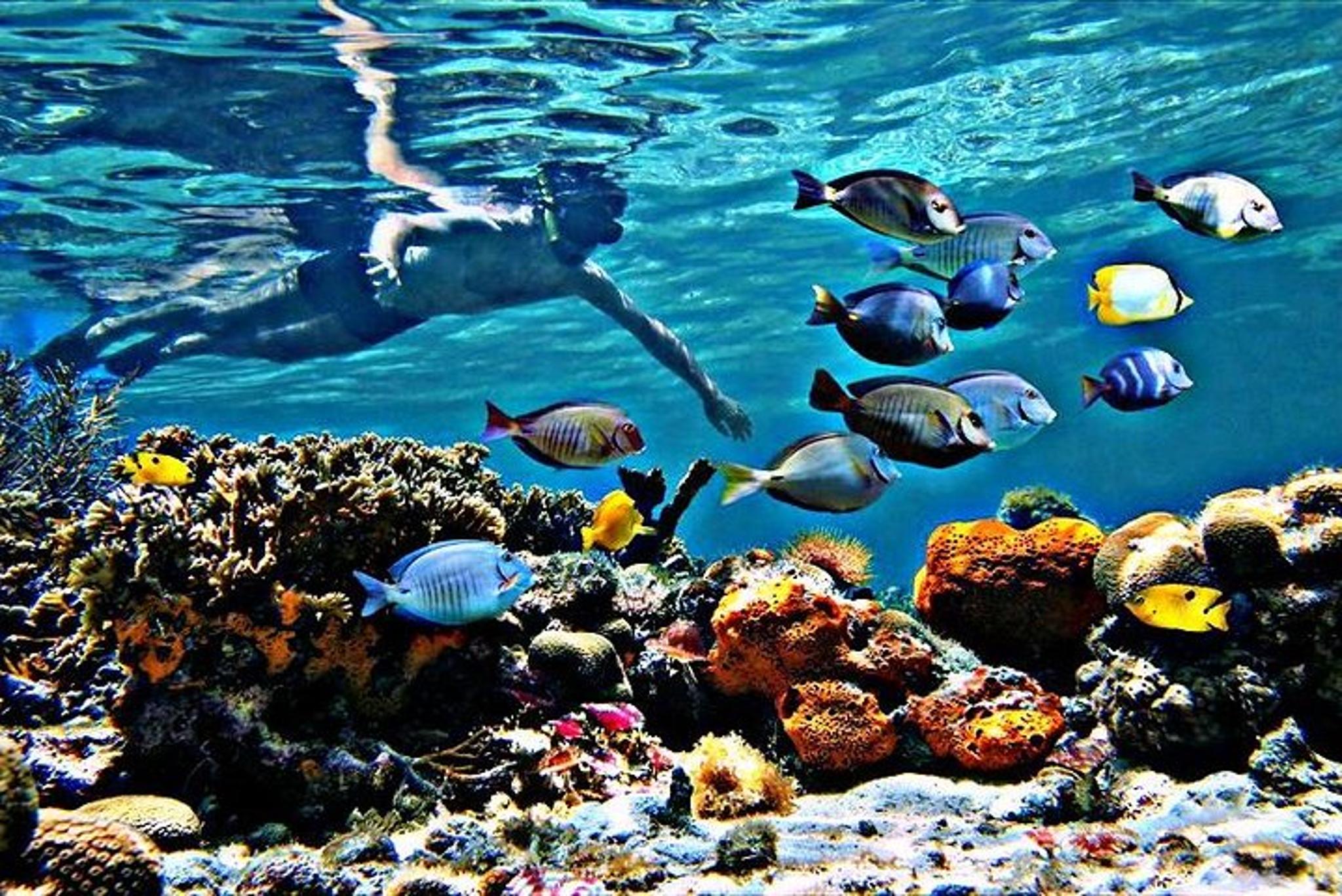 Fort Lauderdale Beach Snorkel & Paddle Adventure - Image 1