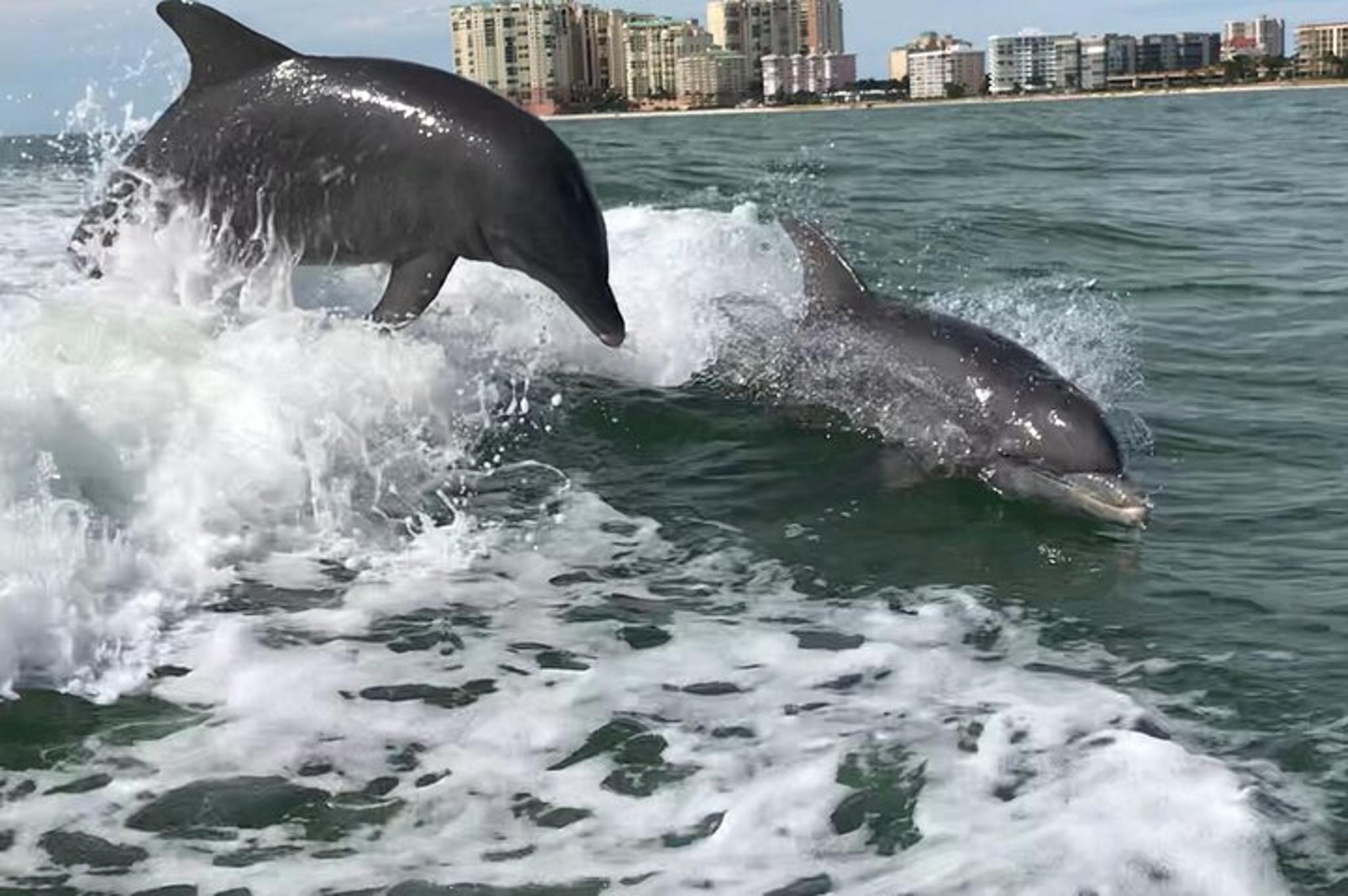 Marco Island Dolphin Tour - Image 3