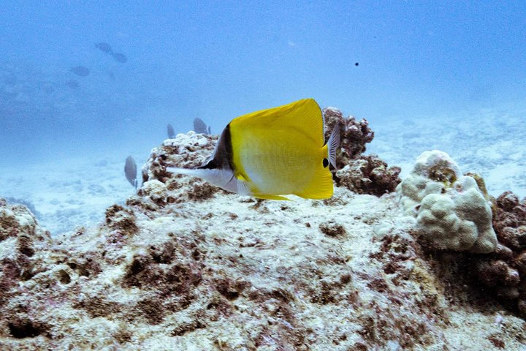 Waikiki SCUBA Diving Charter 3 hr - Image 5