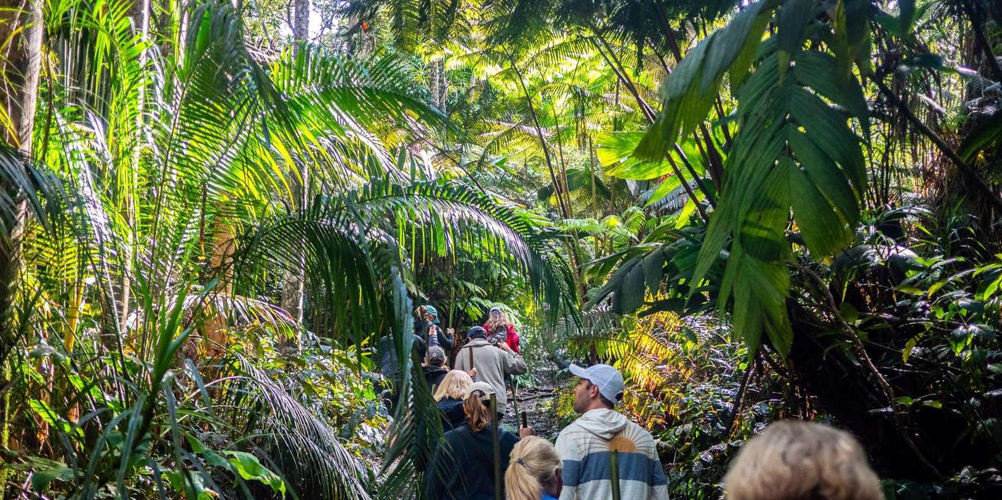 Kona Cloud Forest Sanctuary Montane Jungle Tour 2.5 hr - Image 5