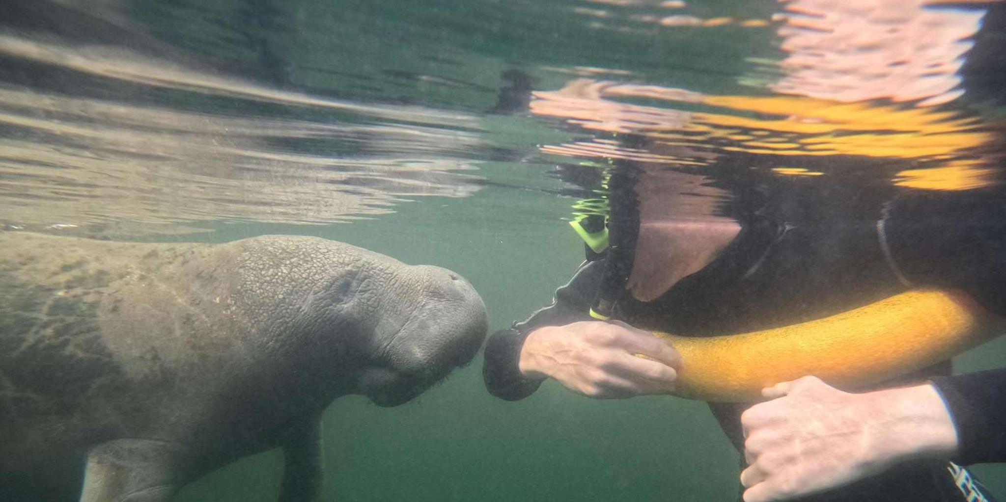 Crystal River Manatee Snorkel Tour - Image 3