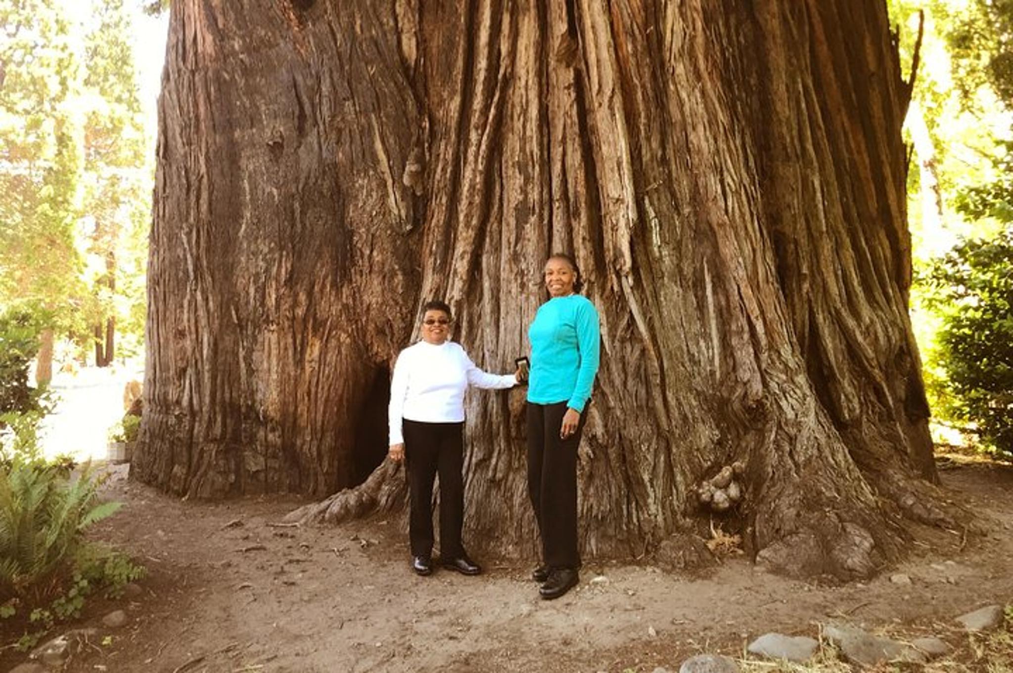 Redwood National Park Private Tour 3-Day Package - Image 5