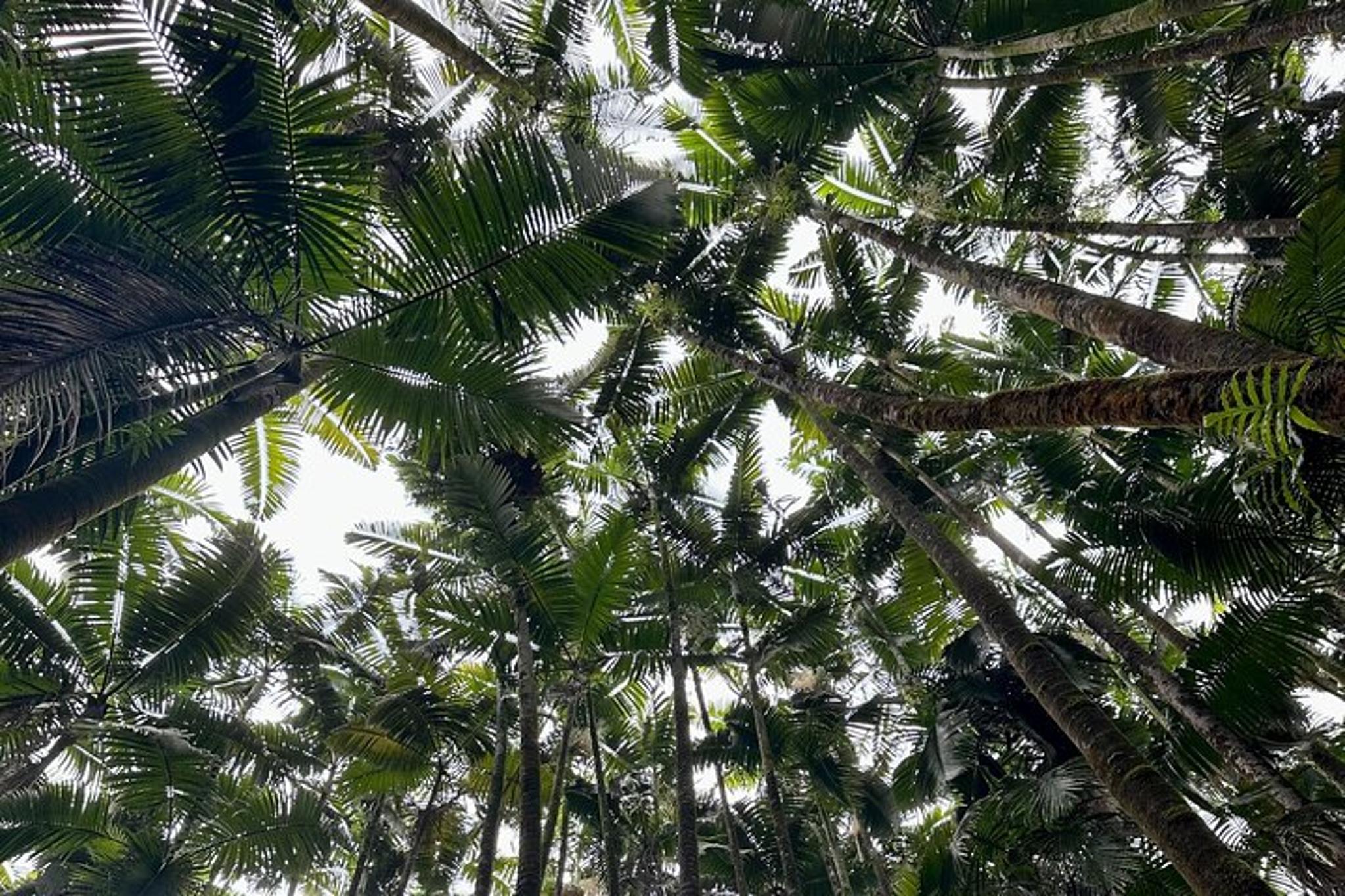 Hawaii Sightseeing Tour - Image 5