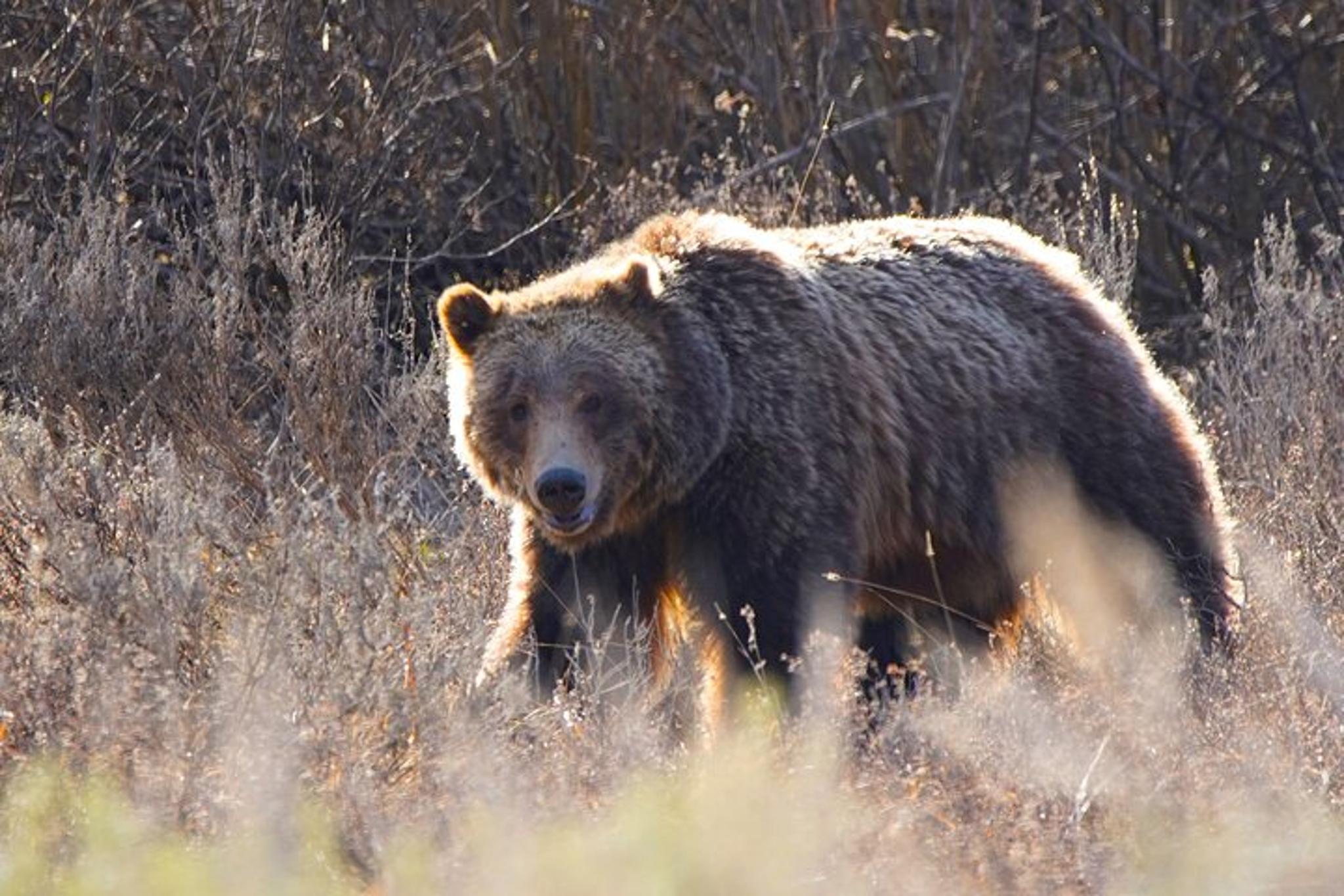 Jackson Wildlife Safari in Grand Teton National Park Full Day - Image 6