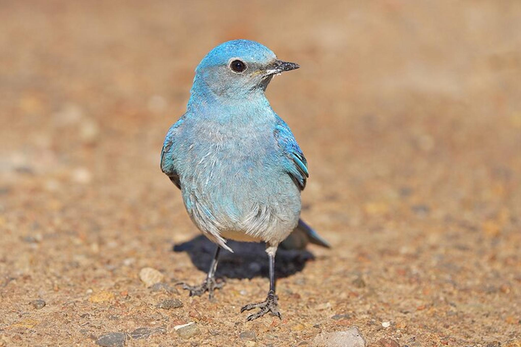 Salt Lake City Birding and Nature Expedition - Image 6