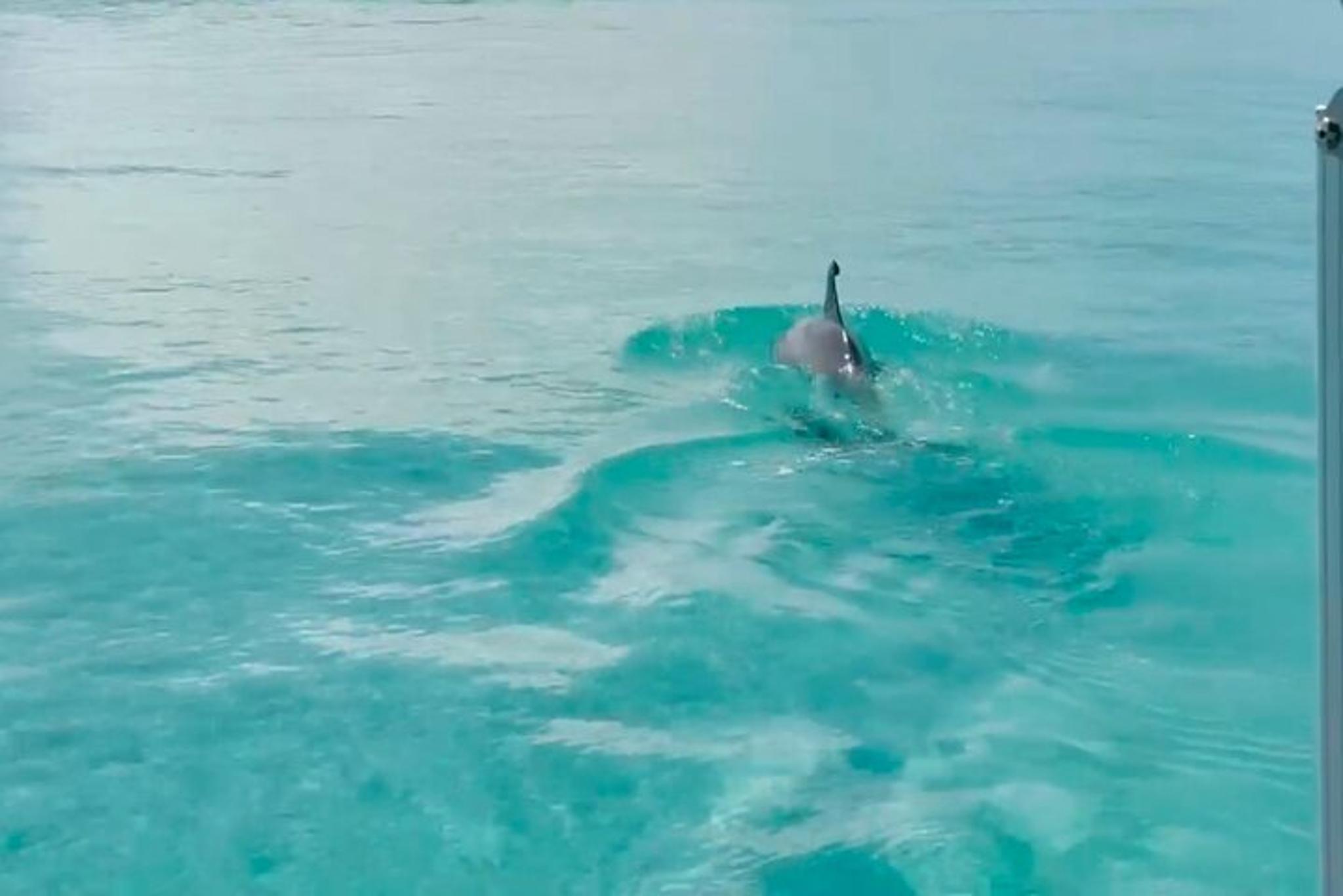 Destin Harbor Boat Ride and Dolphin Watching - Image 4
