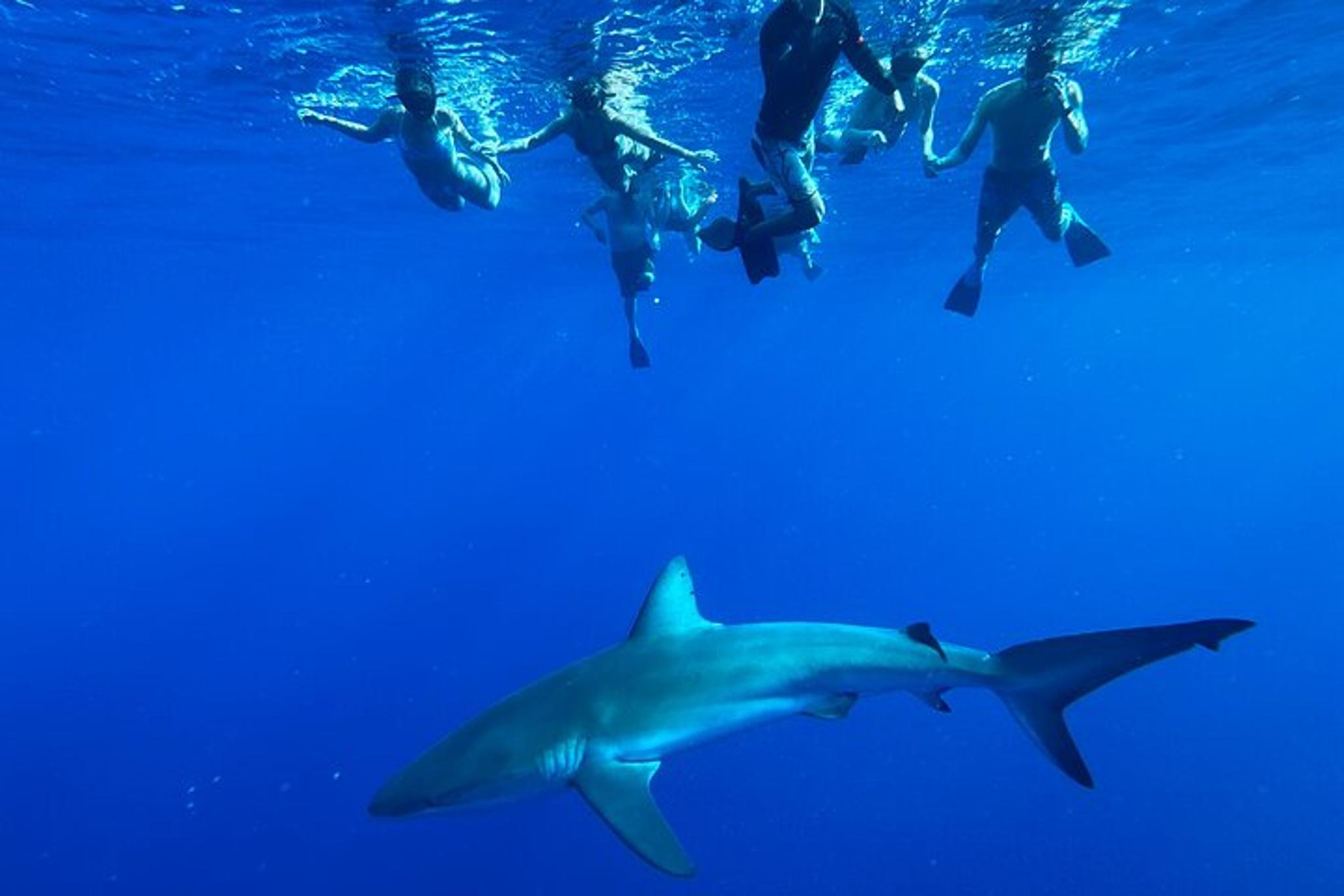 Oahu Cage-Free Shark Swim North Shore 105 min - Image 5