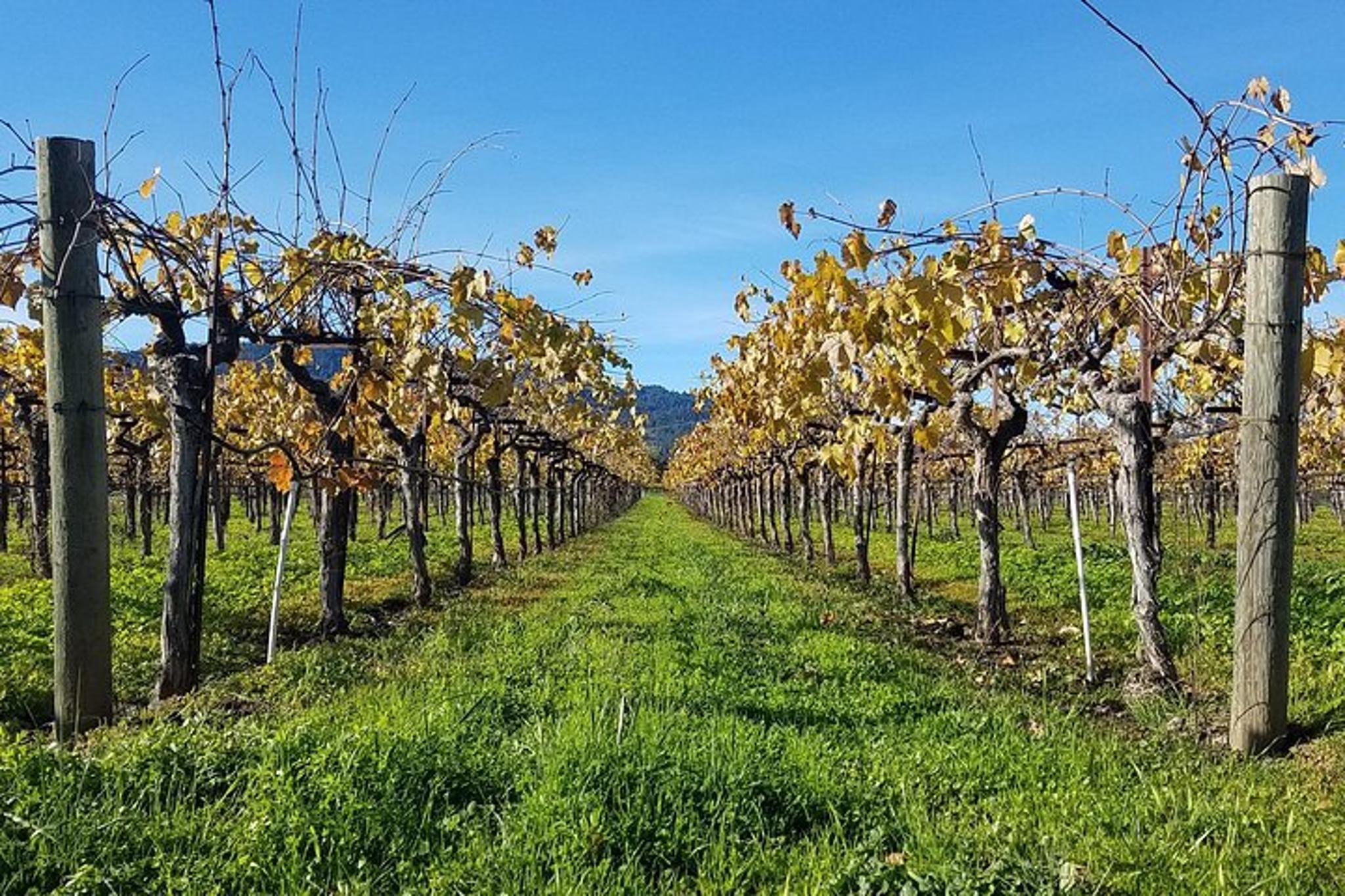 Sonoma Wine Country Private Tour 8 hr - Image 2