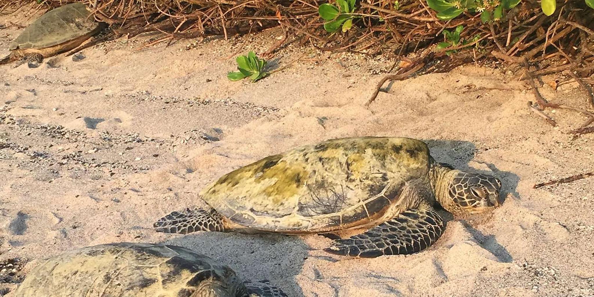 Kona Coffee and Sea Turtles Tour - Image 3