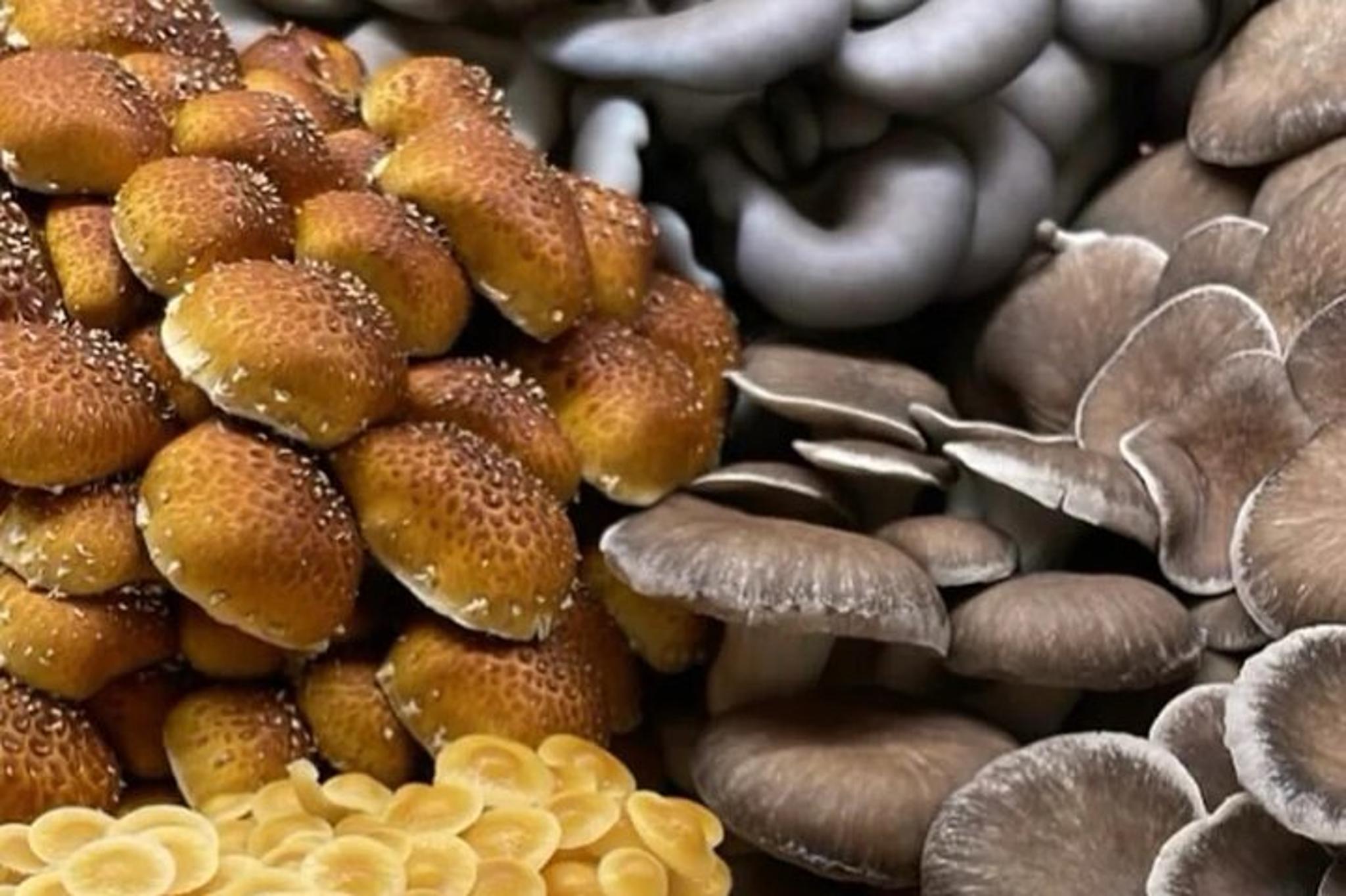 Chicago Indoor Mushroom Farm Experience - Image 3