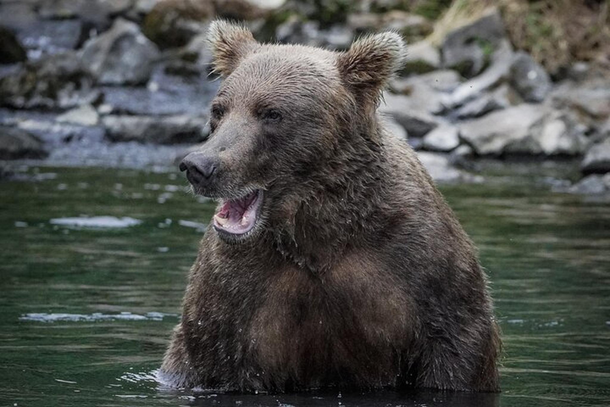 Homer Bear Viewing Tour at Brooks Falls - Image 4