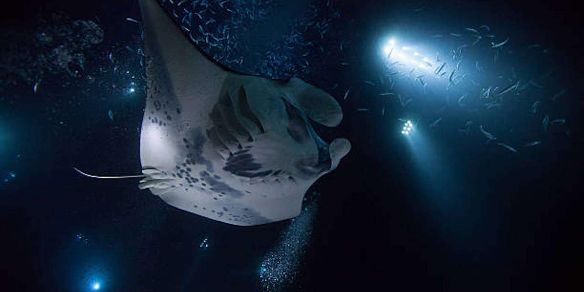 Kailua-Kona Manta Ray Night Snorkeling Adventure