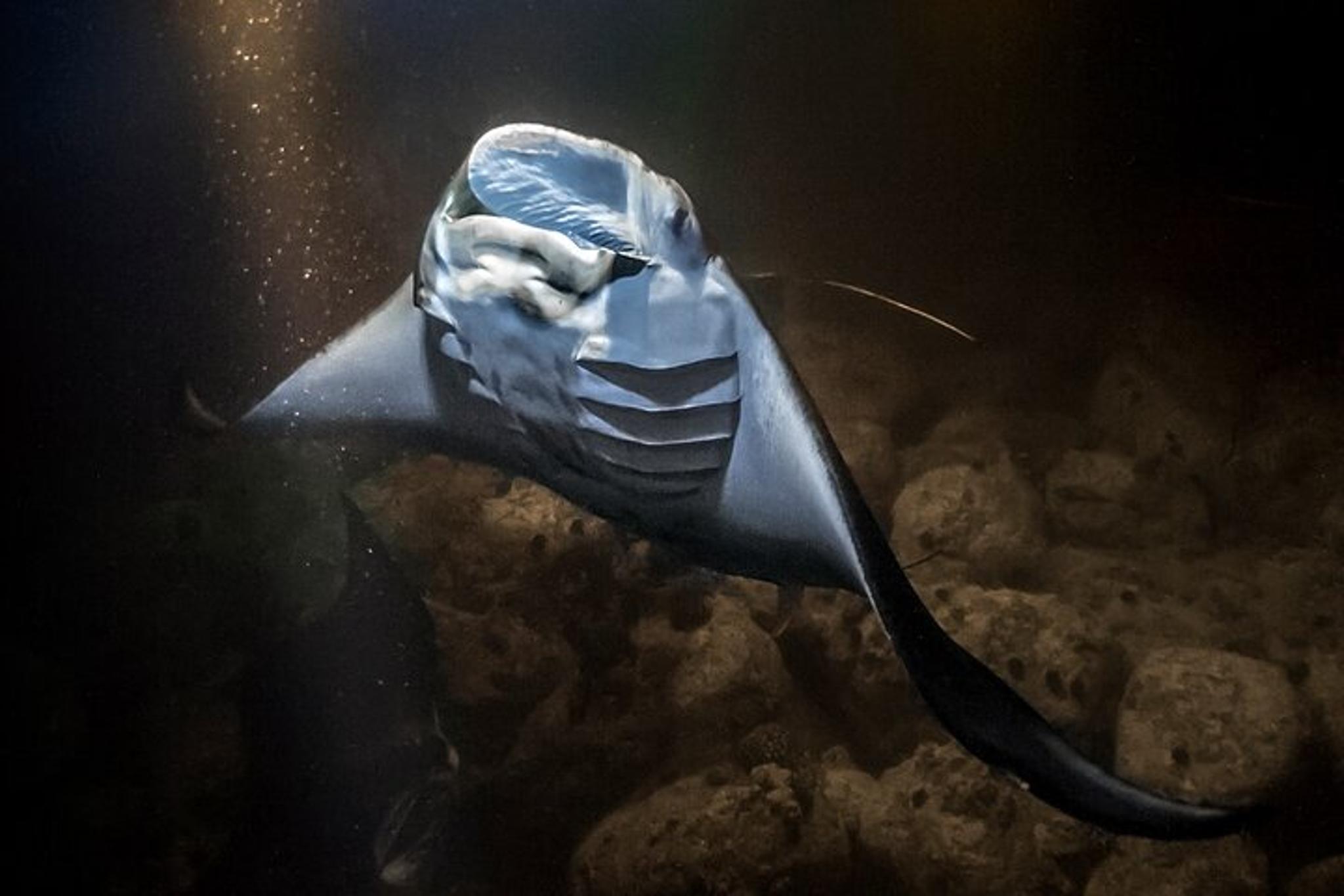 Kailua Kona Manta Ray Night Snorkel - Image 2