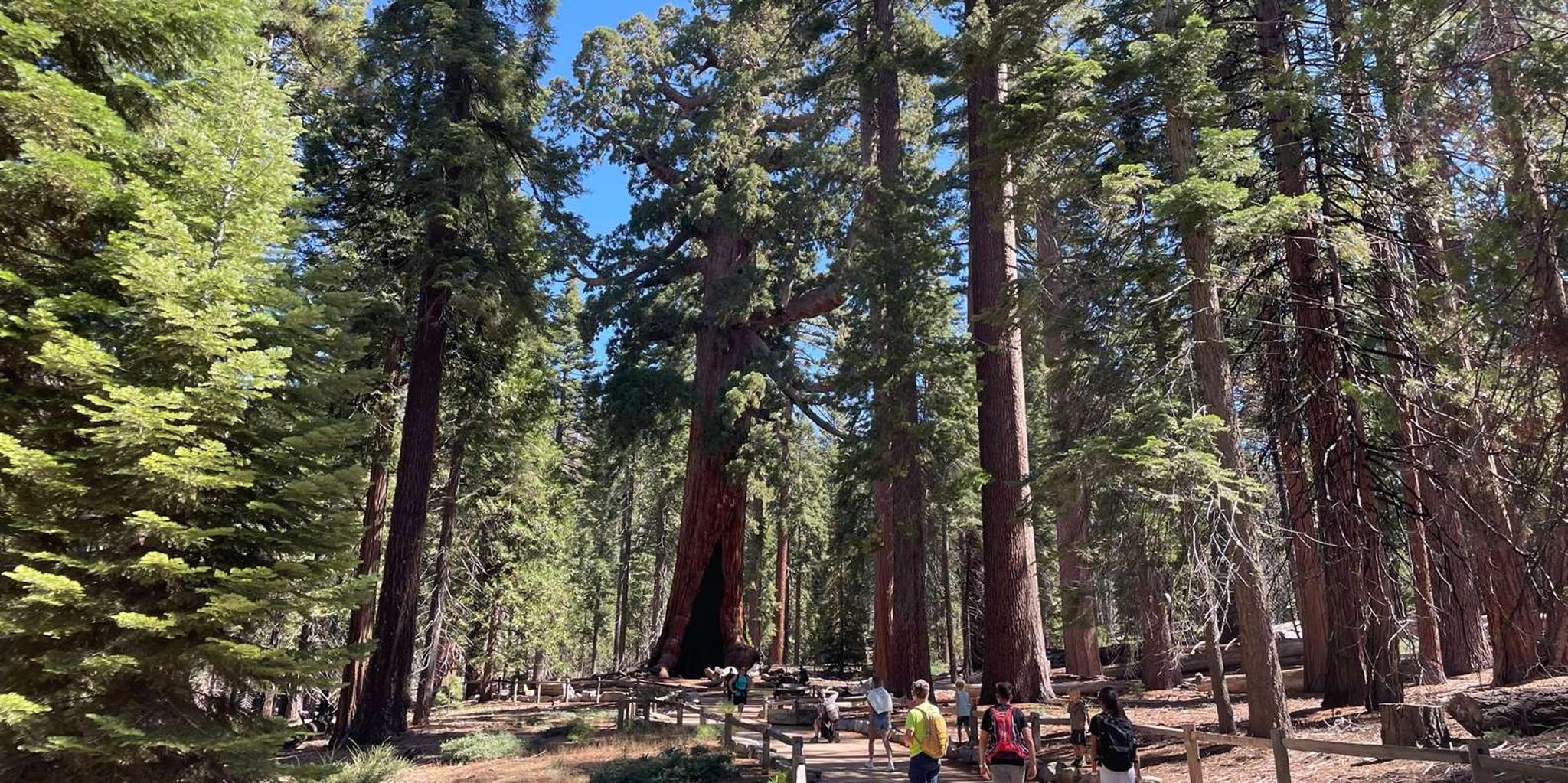 Yosemite National Park & Giant Sequoias Tour from San Francisco - Image 3