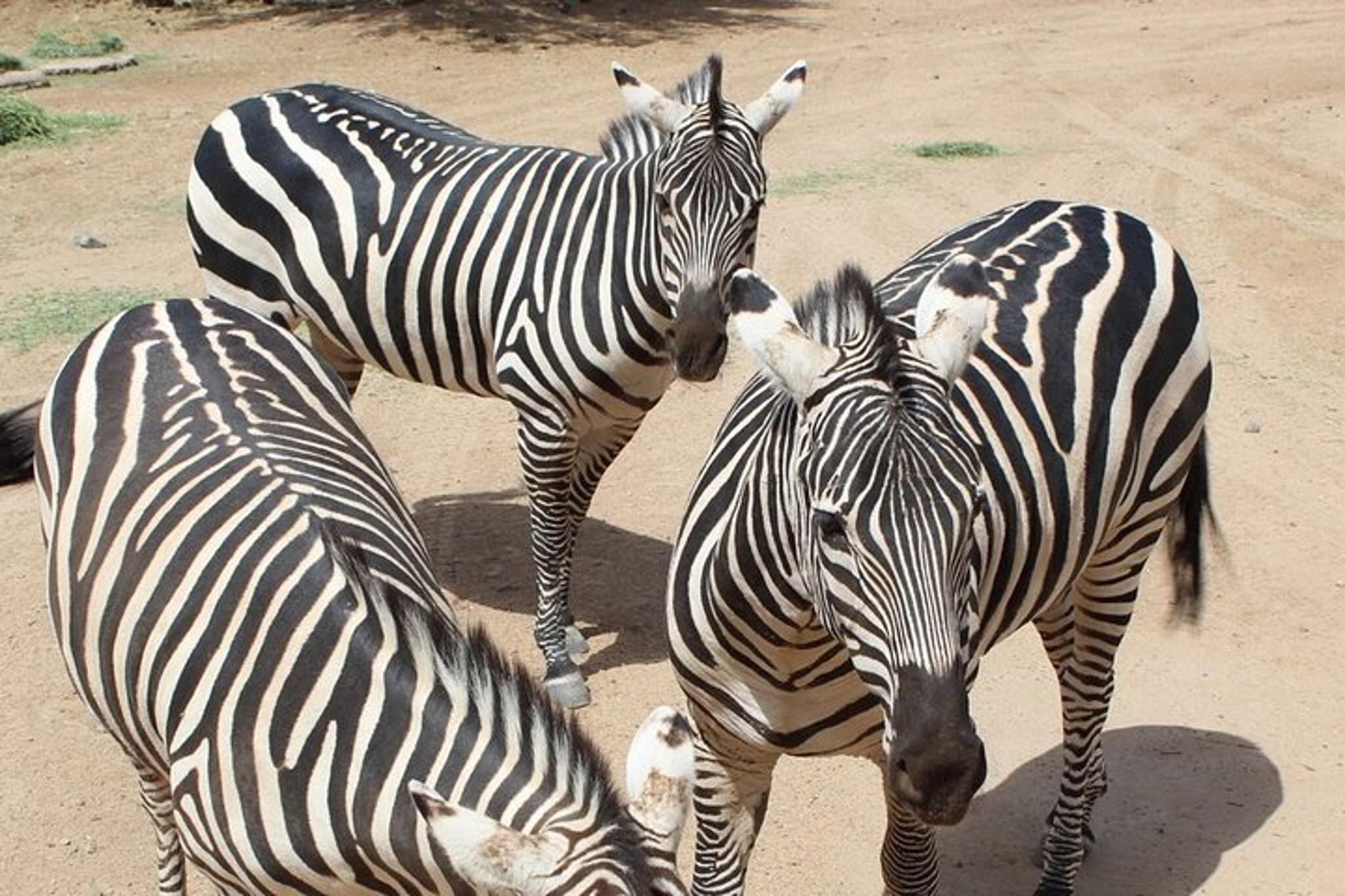 Camp Verde Wildlife Park Admission - Image 5