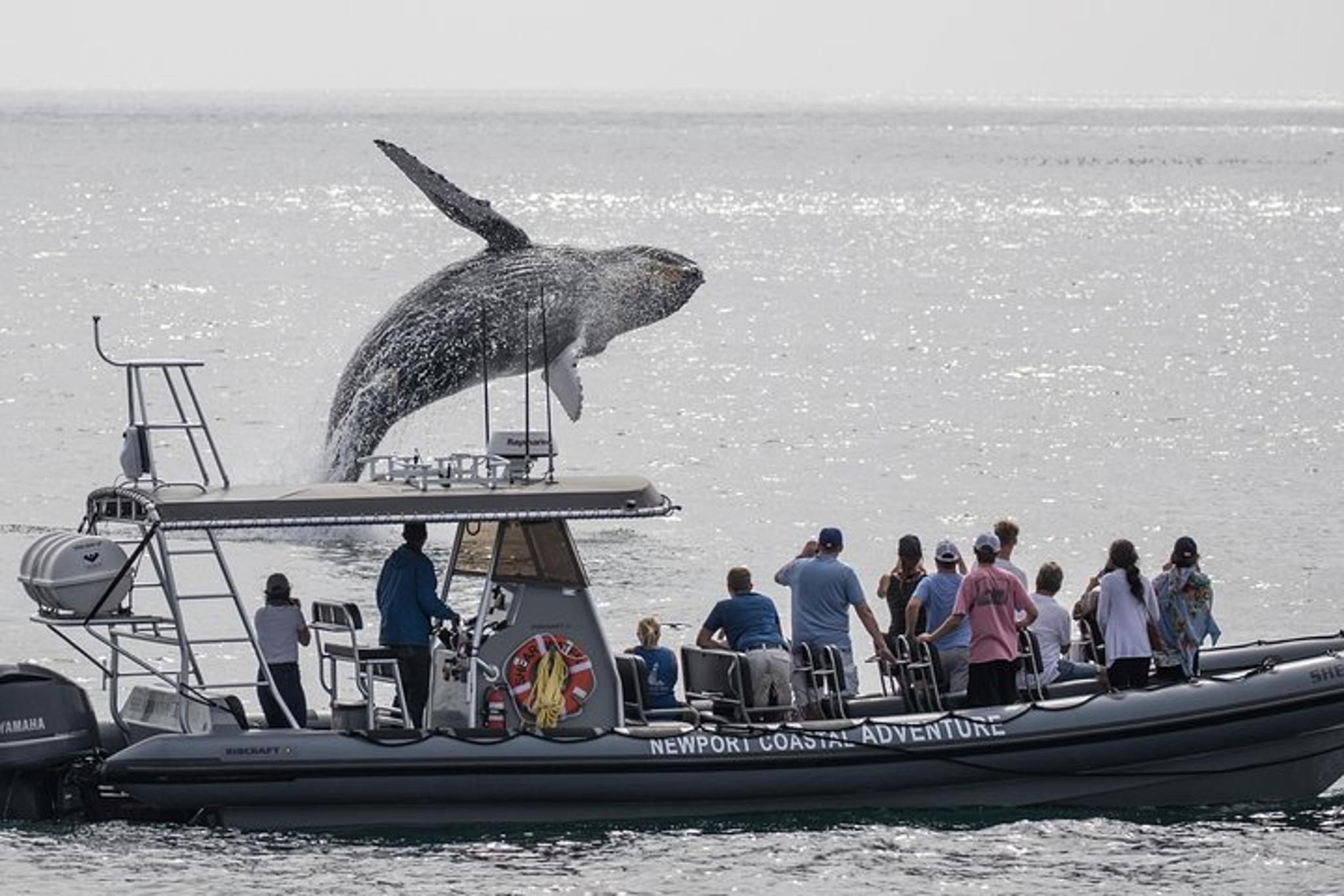 Newport Beach Whale Watching Adventure - Image 5