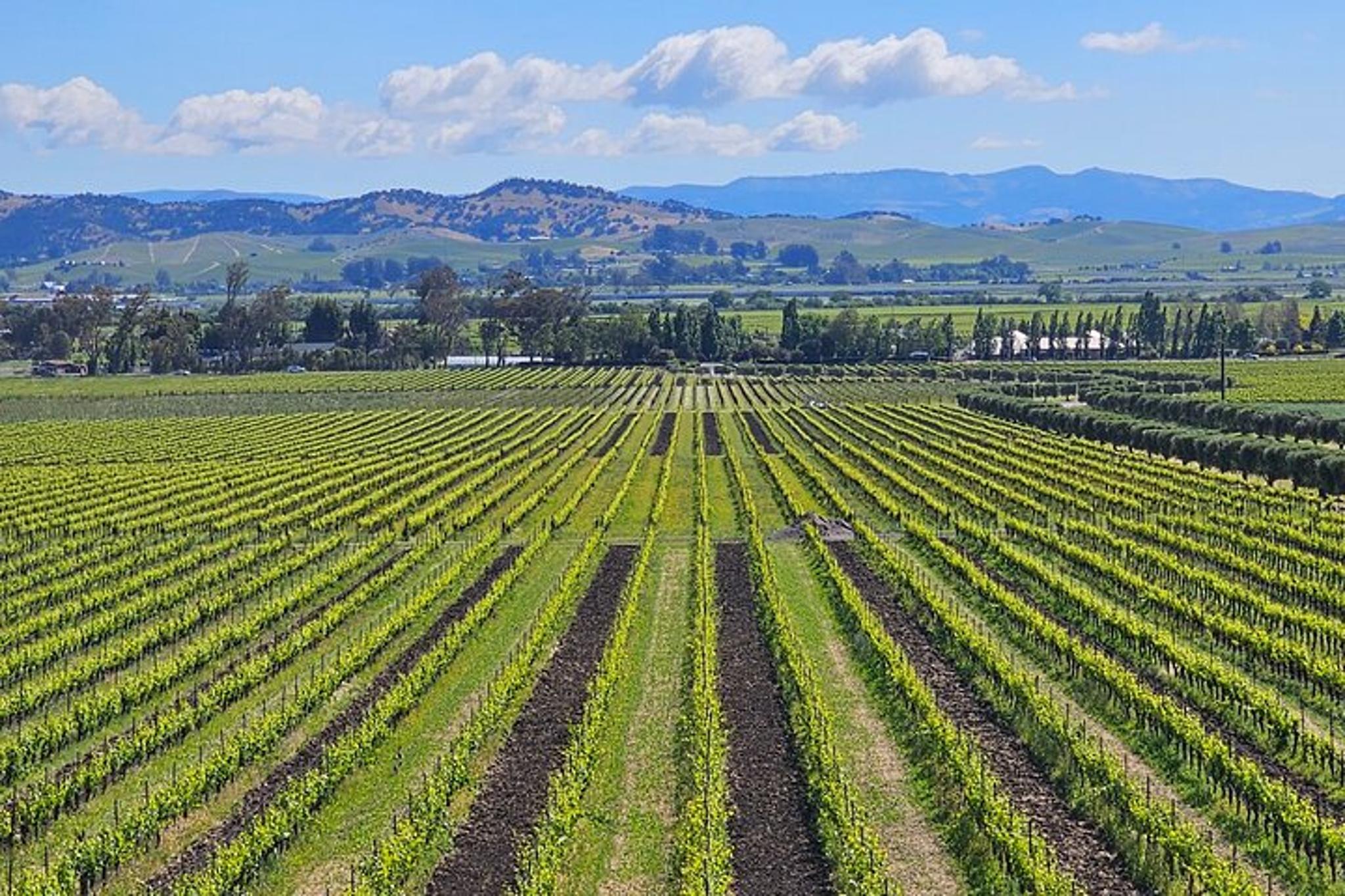 Napa Valley Private Sprinter Wine Tour - Image 5