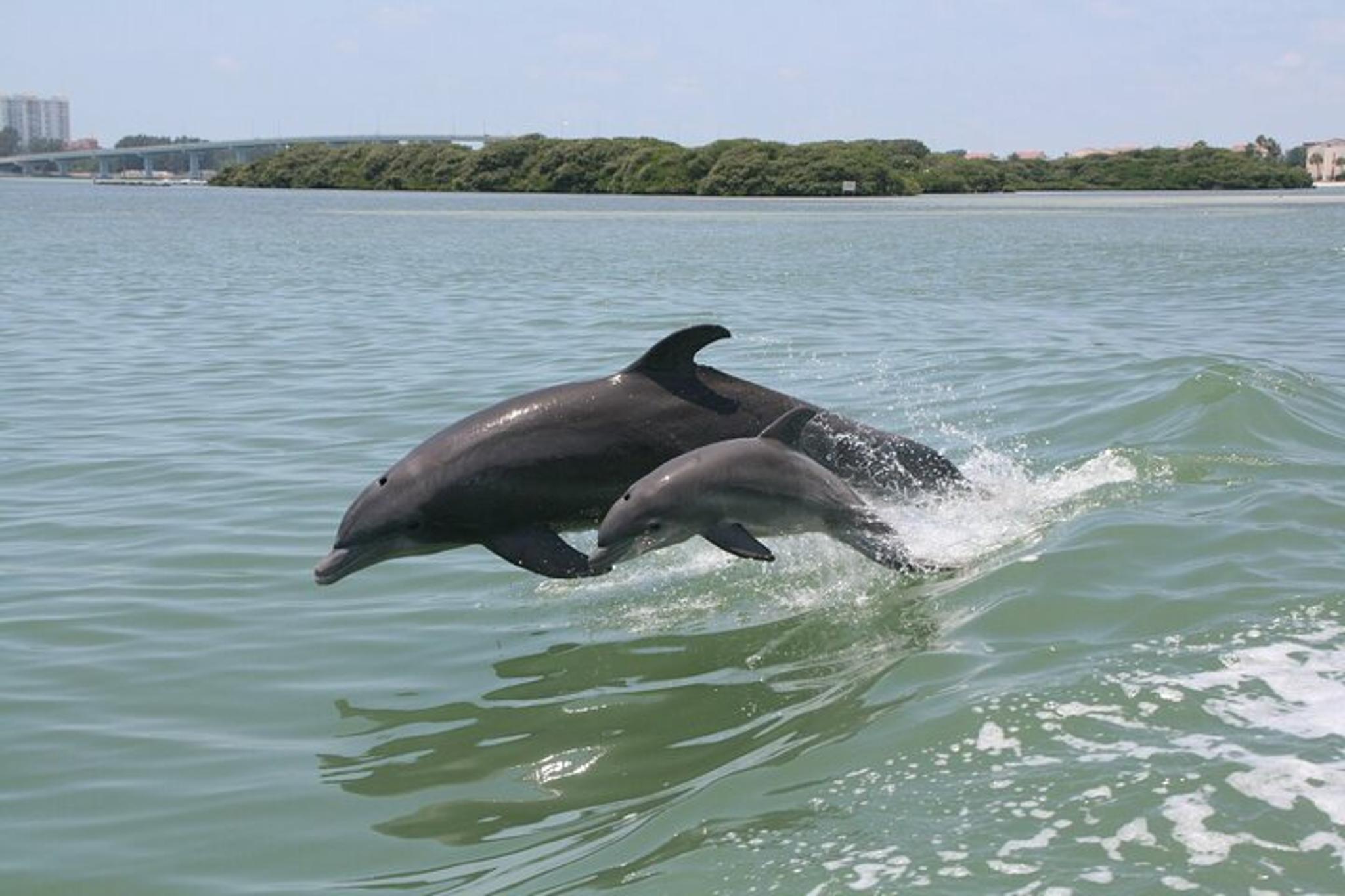 Madeira Beach Dolphin Sightseeing Cruise 1 hr - Image 4