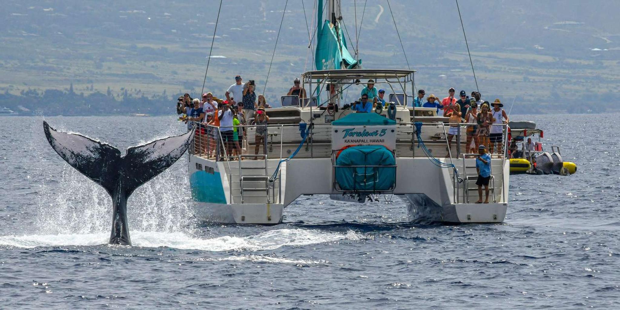Maui Whale Watching Cruise on Sailboat