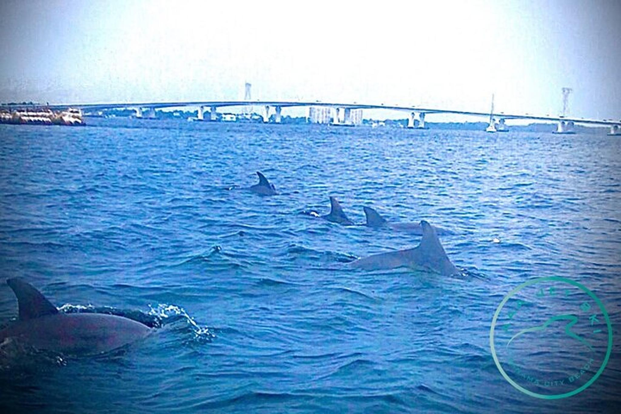 Panama City Beach Jet Ski Dolphin Tour 2 hr - Image 4