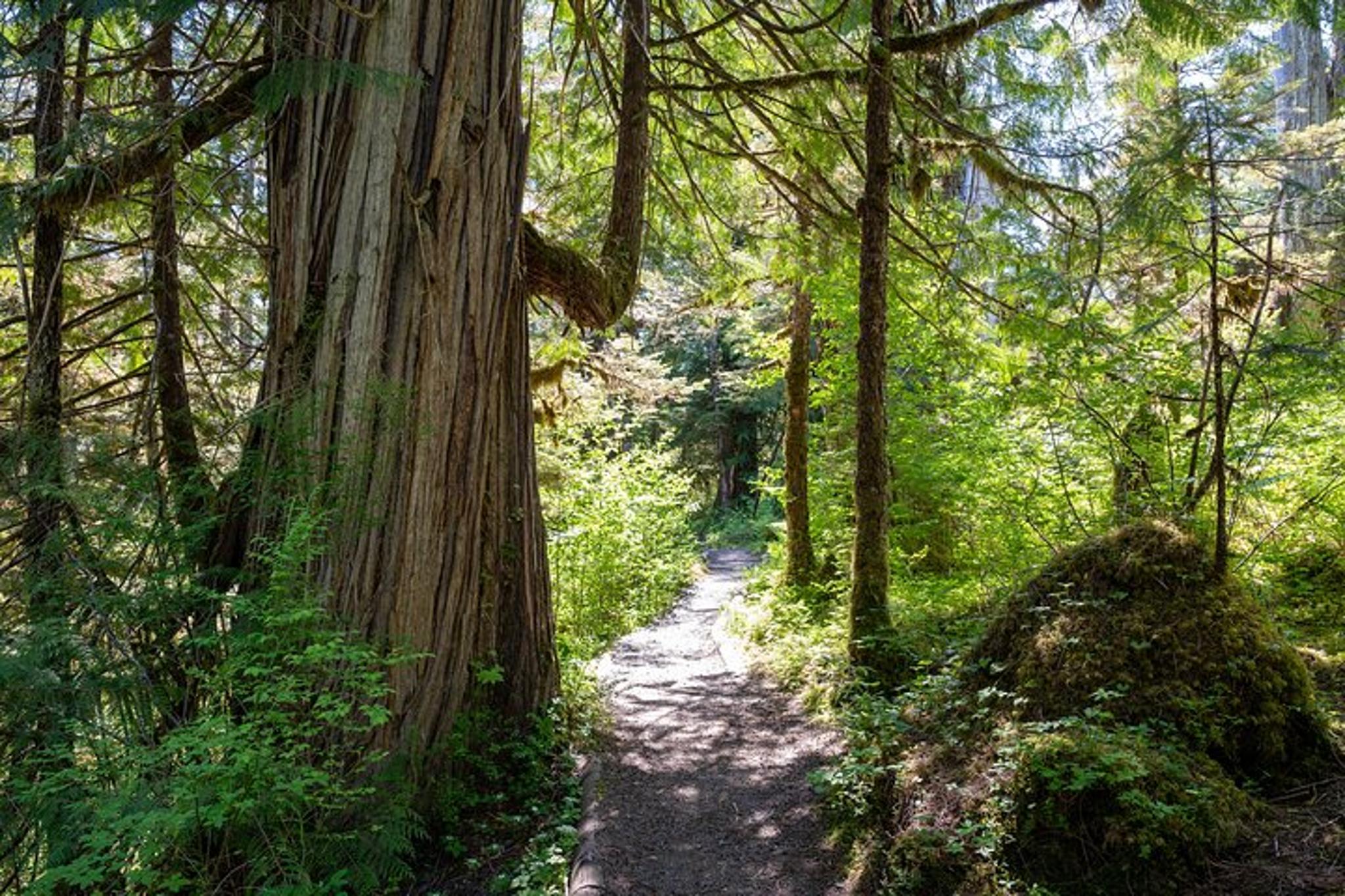 Ketchikan Old-Growth Creek Trek - Image 3