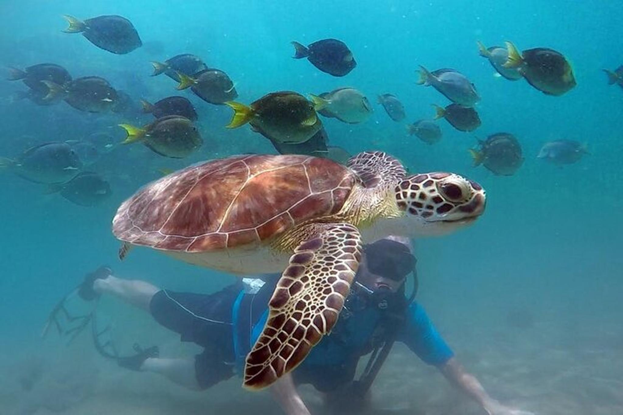 West Palm Beach Scuba Diving with Turtles 90 min