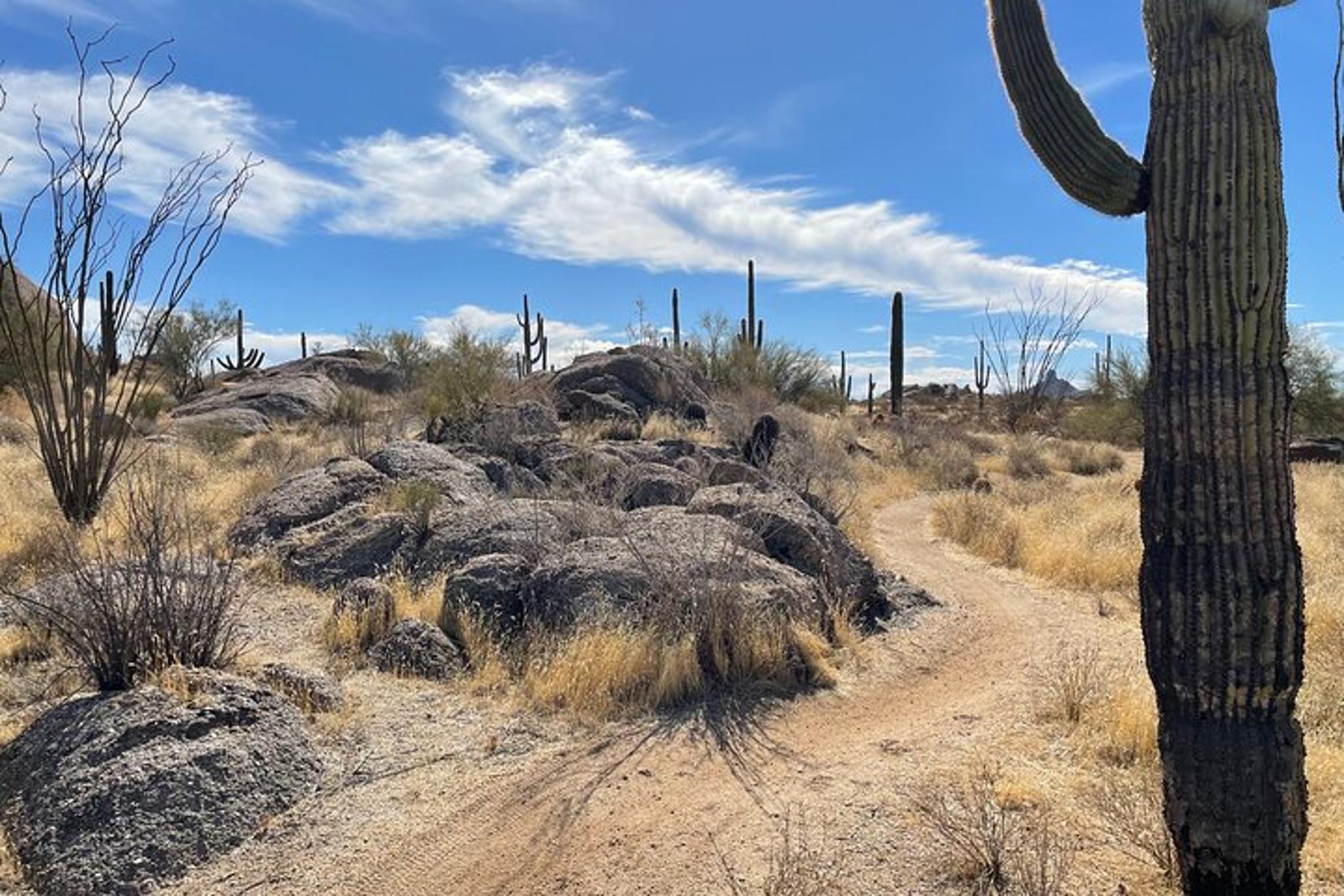 Scottsdale Sonoran Desert Guided Hiking Tour 2 hr - Image 4