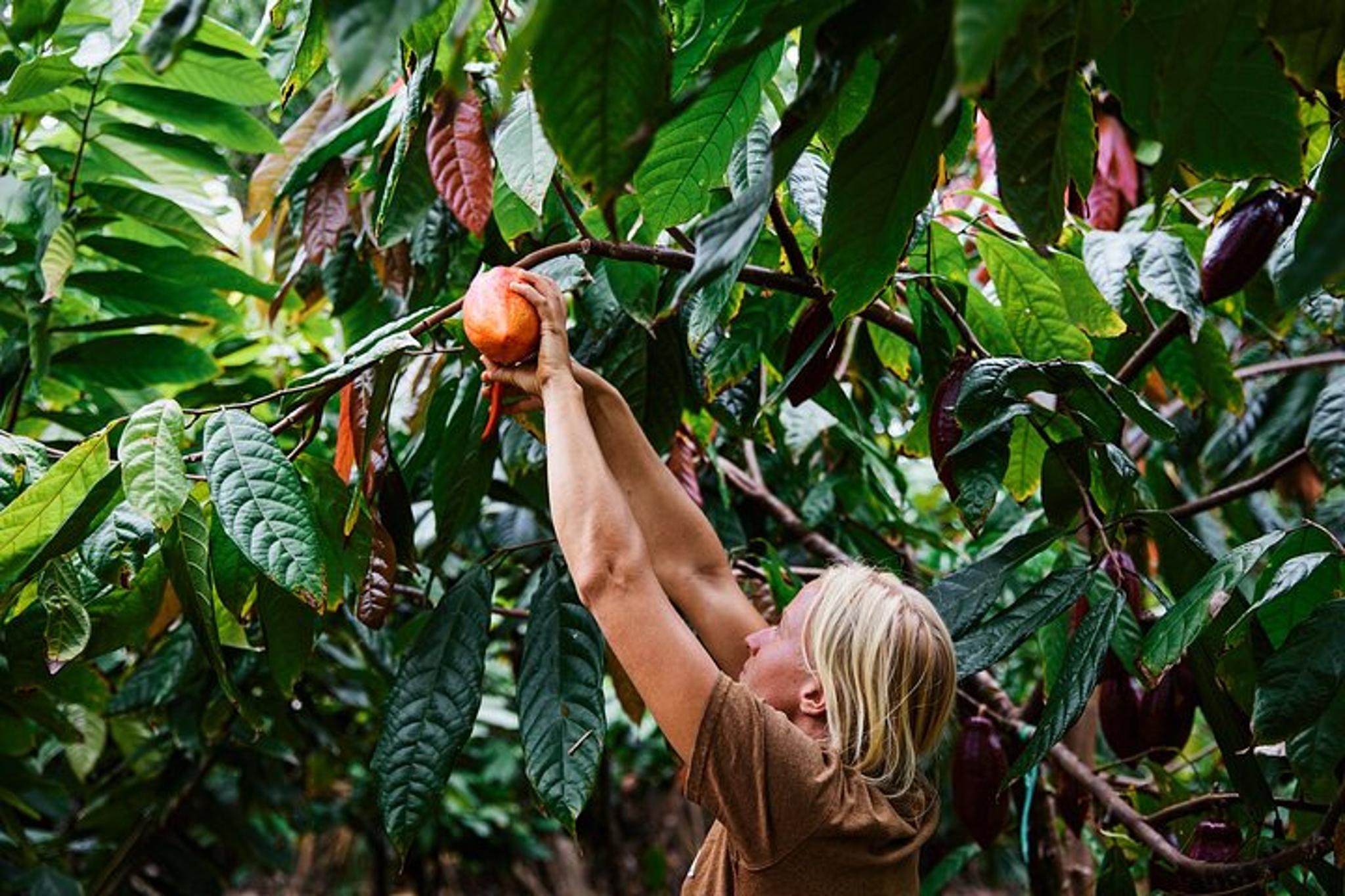 Kauai Chocolate Farm Tasting Tour - Image 3