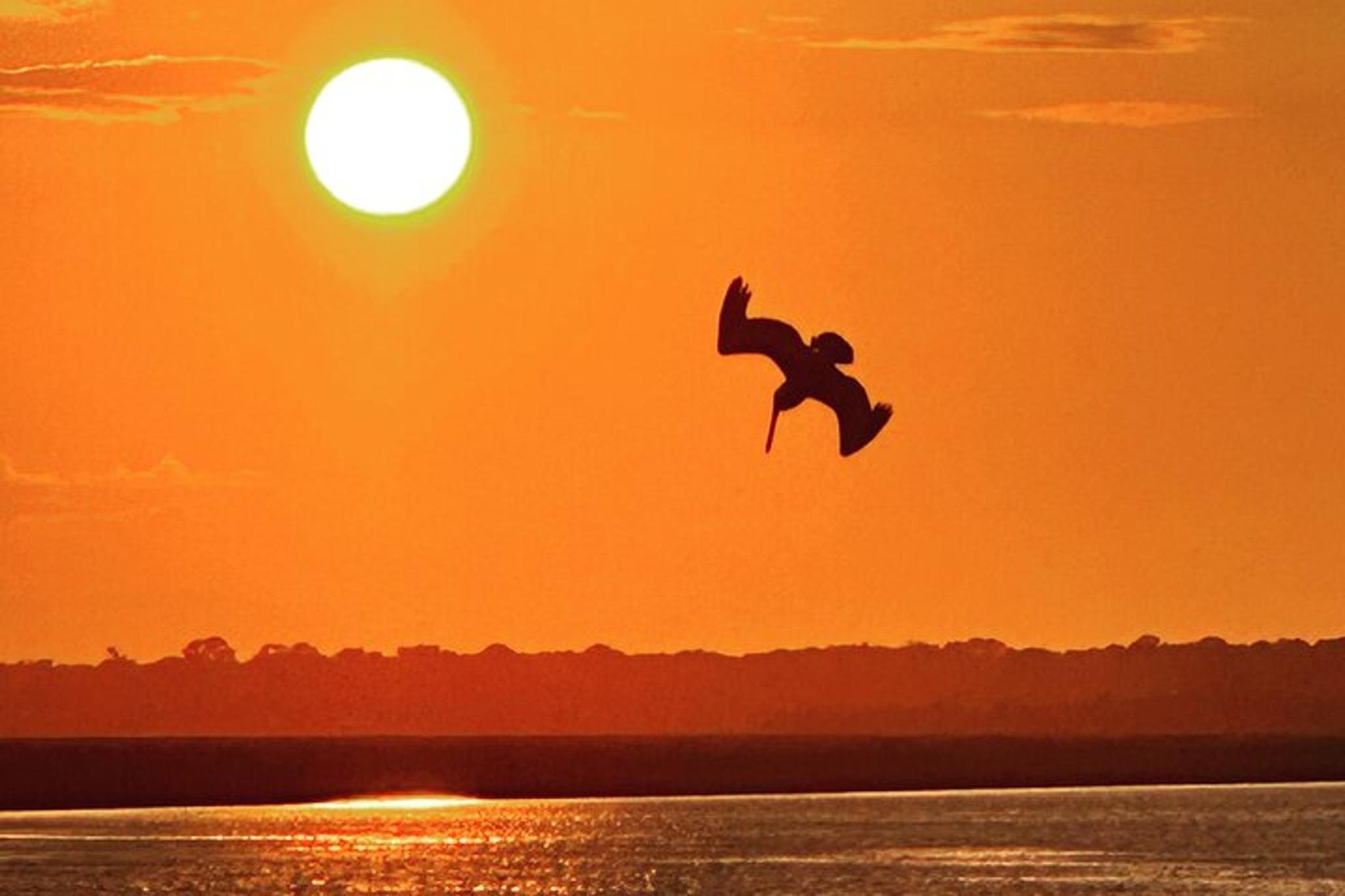 Charleston Dolphin Adventure on Morris Island - Image 1