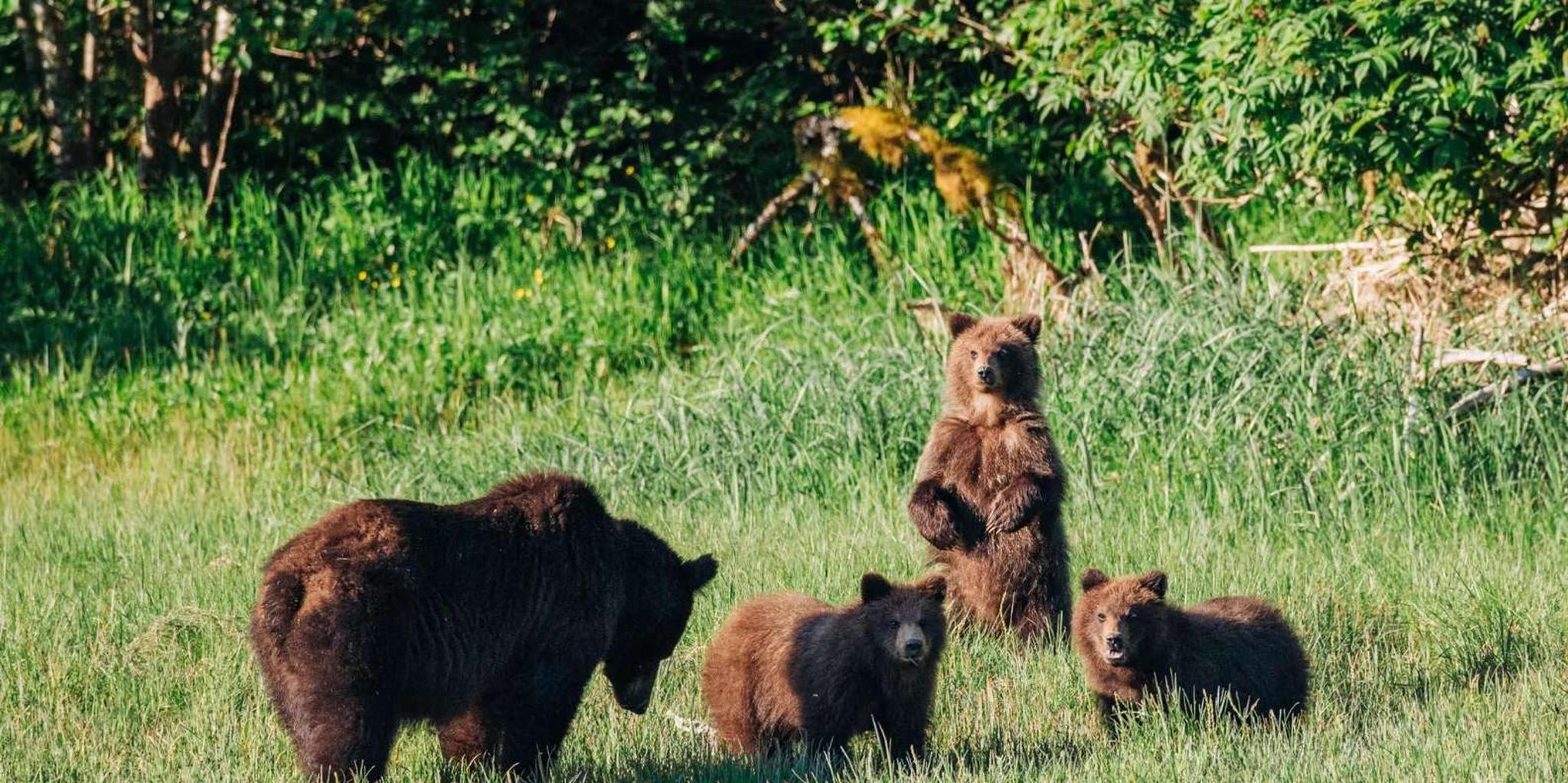 Sitka Whale Watching Tour with Naturalist - Image 6