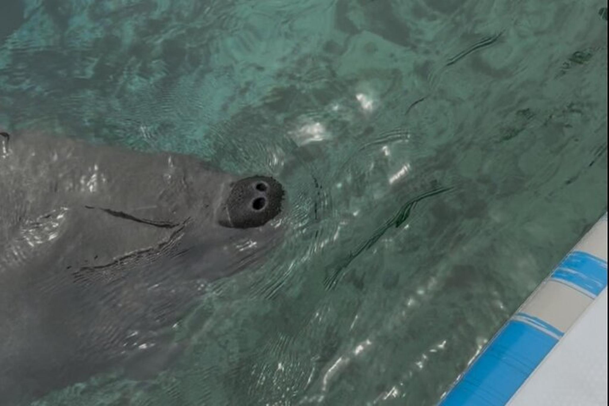 Crystal River Kayak Rental with Manatee Viewing 2 hr - Image 5