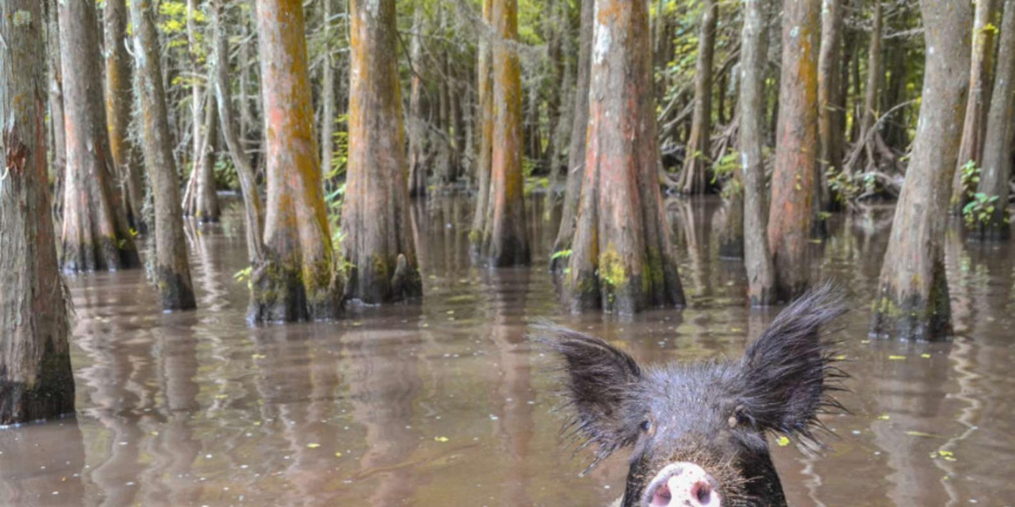 New Orleans Airboat or Pontoon Boat Cruise - Image 4