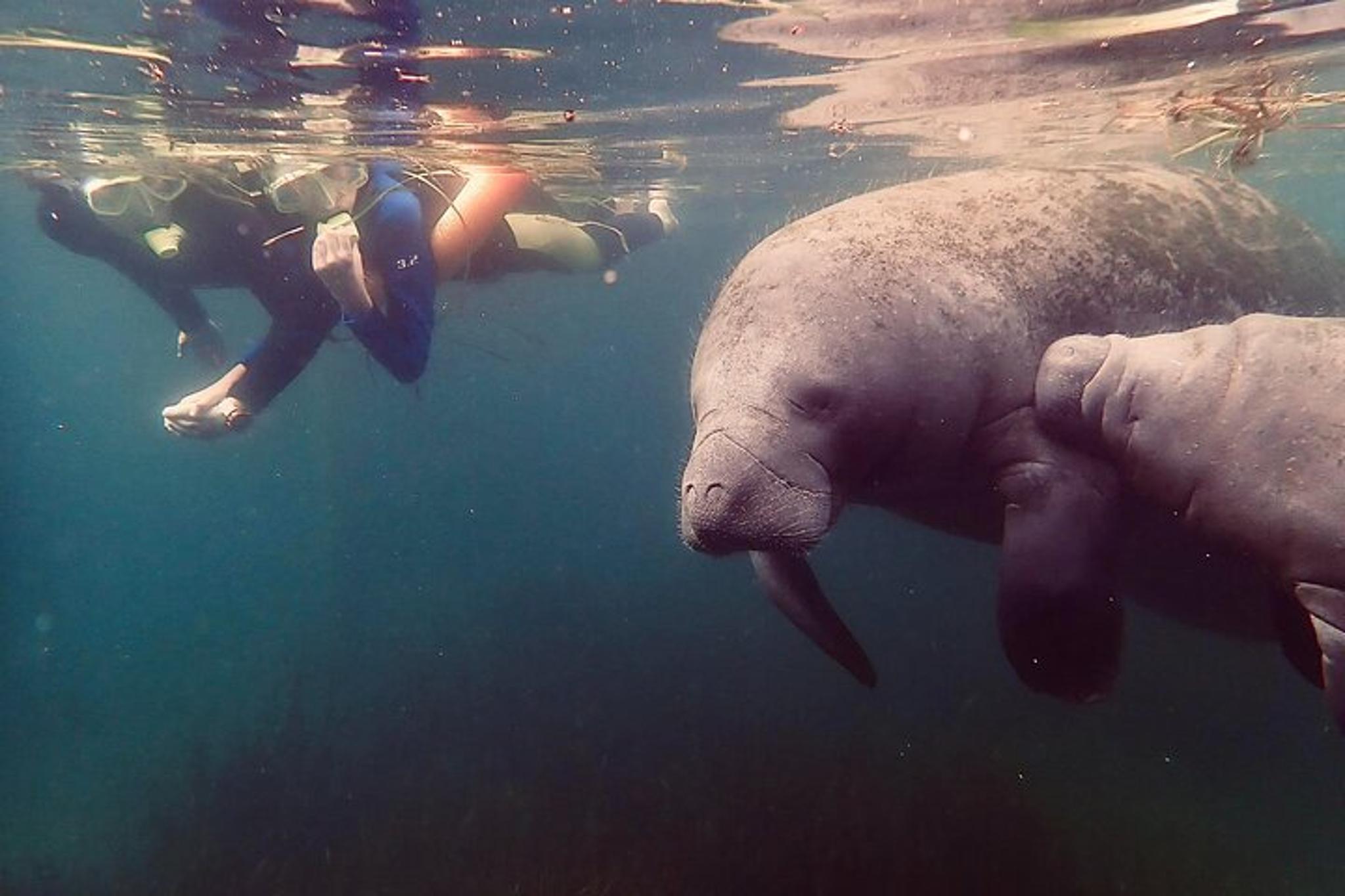 Crystal River Manatee Snorkel Tour - Image 5