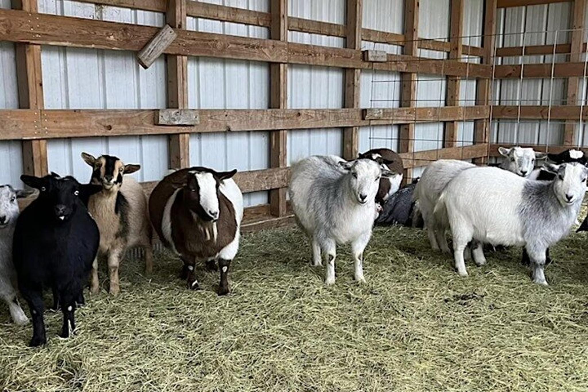 Fredericksburg Baby Goat Cuddling and Wine Tour 30 min - Image 5