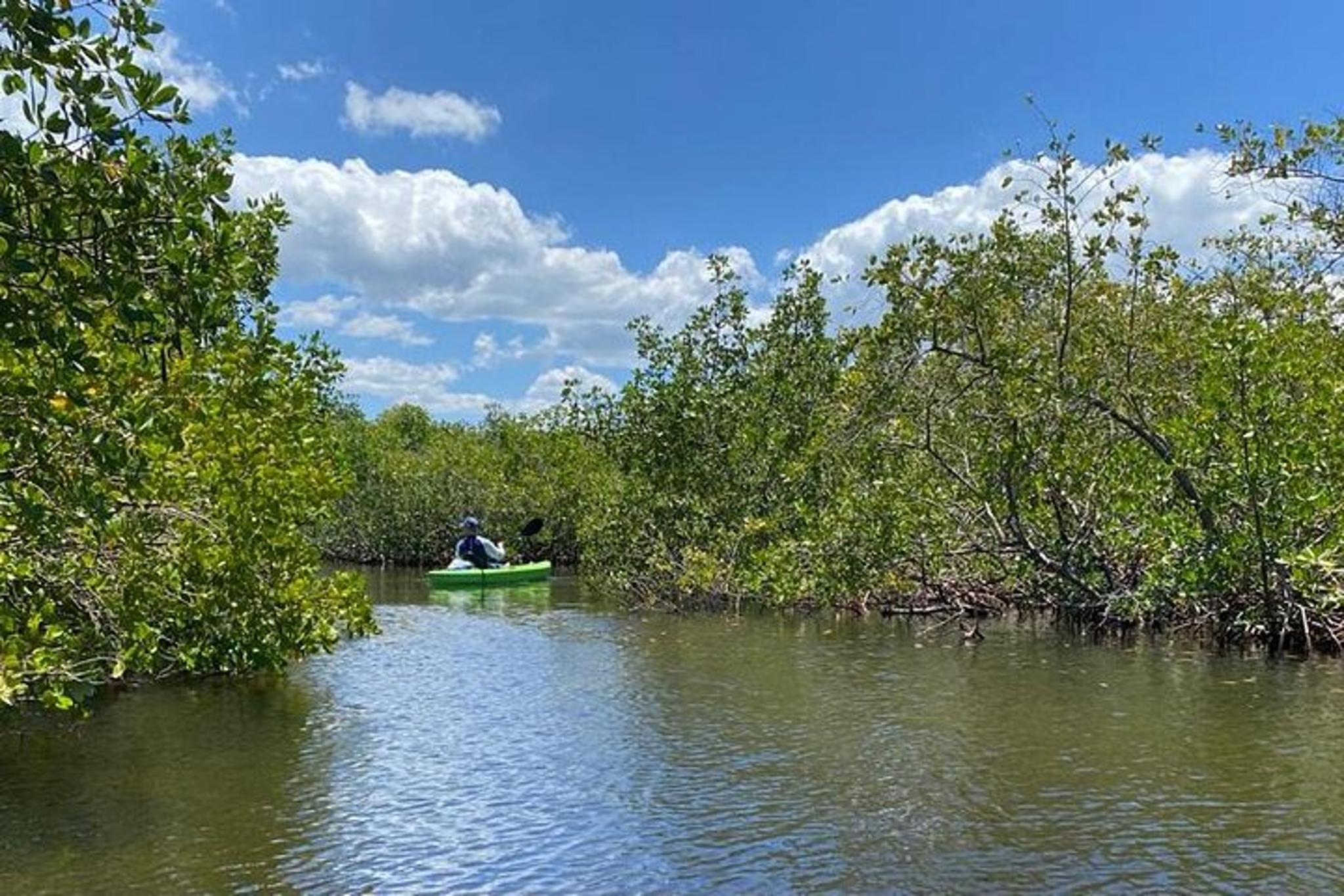 Tarpon Springs Kayak Eco Tour 2 hr - Image 5