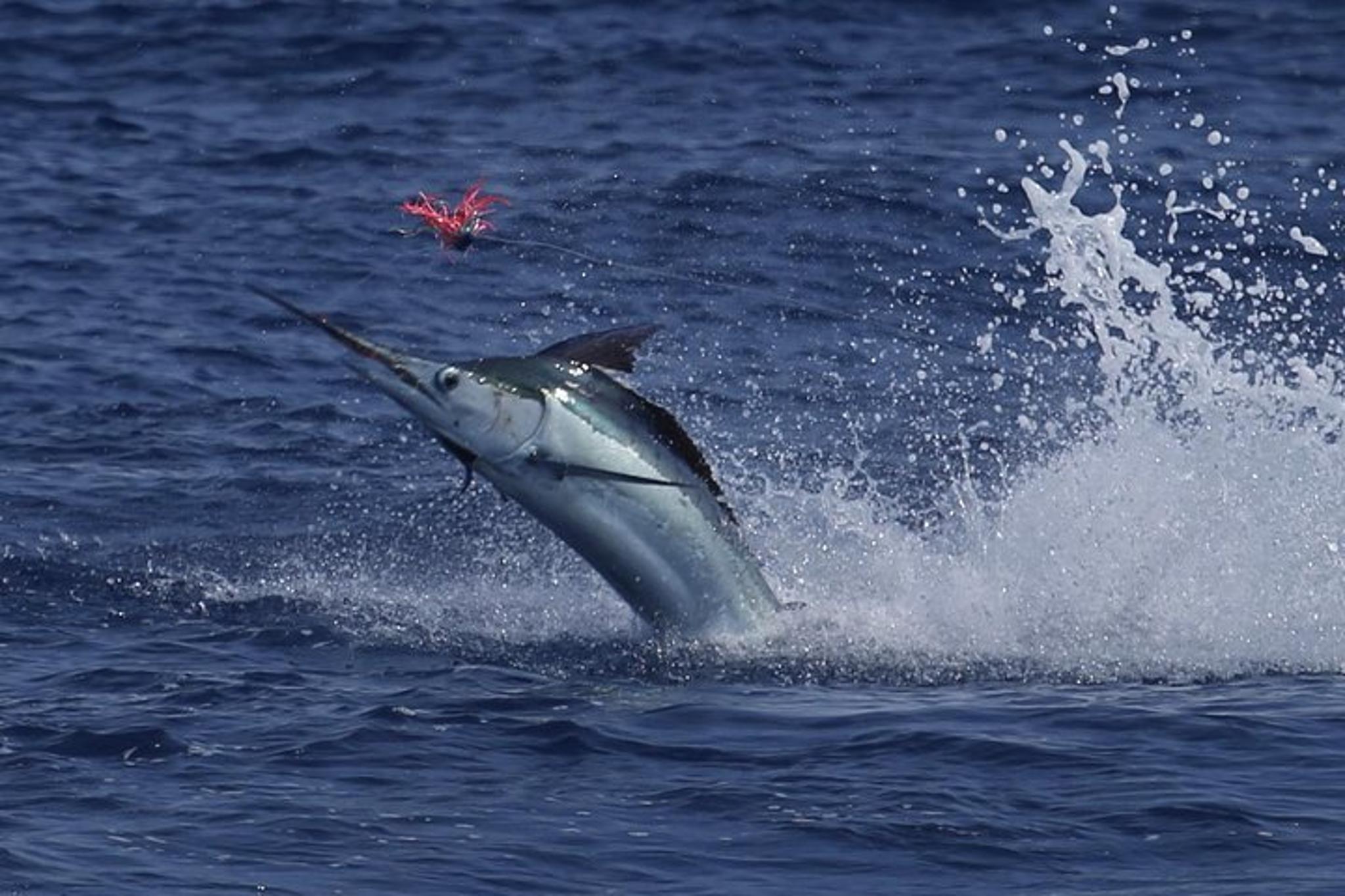 Kona Fishing Charter Full Day - Image 5