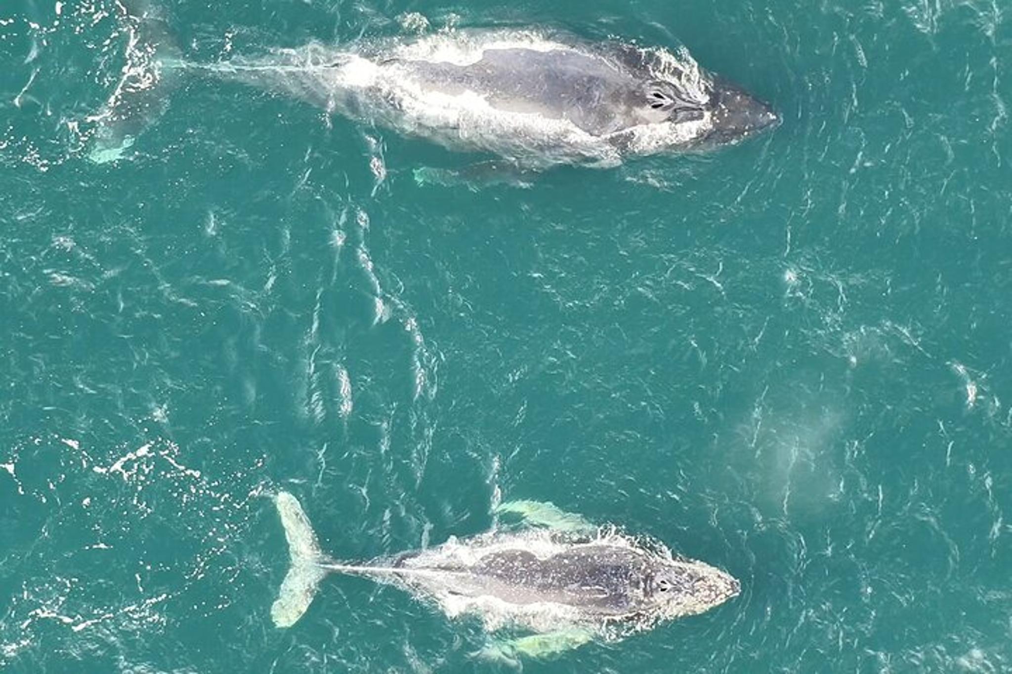 Alaska Whale Watching Drone Tour 3 hr - Image 6