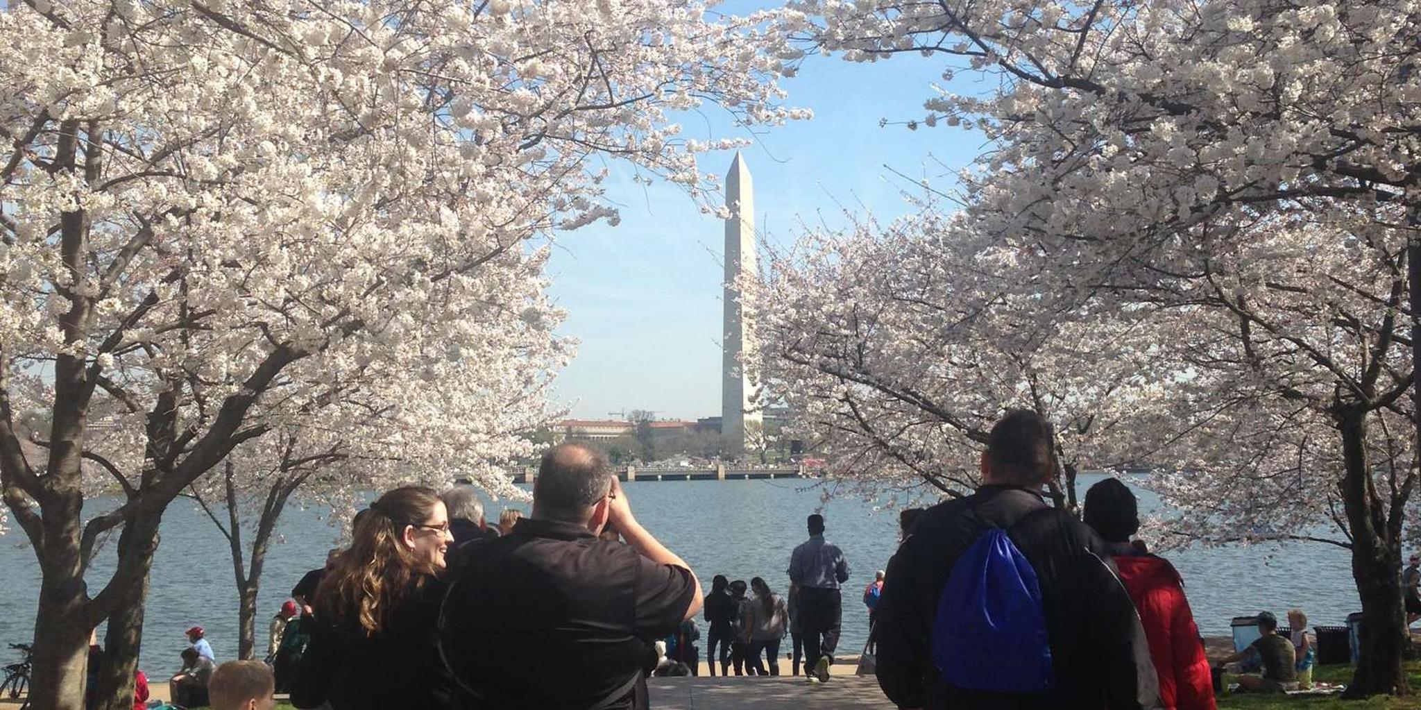 Washington DC Cherry Blossoms Tour with Retired Ranger - Image 2