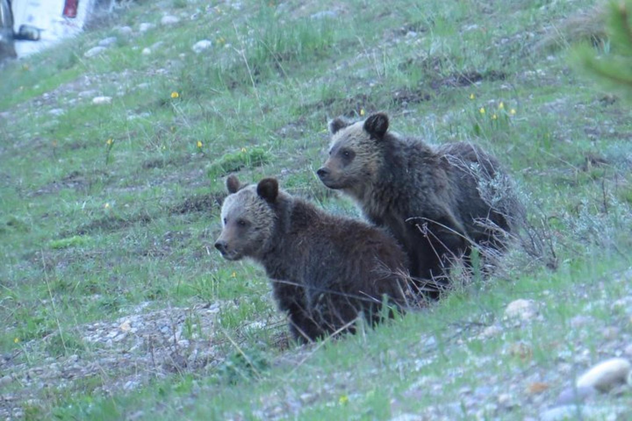 Jackson Hole Sunrise Tour in Grand Teton National Park - Image 4