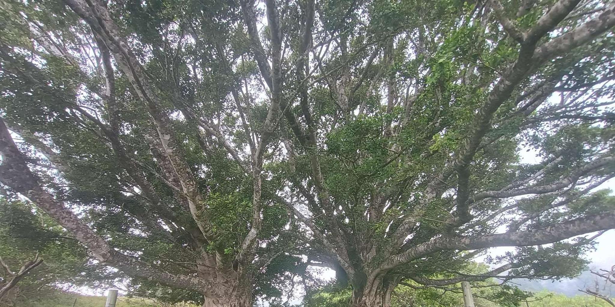 Maui East Side Hiking Tour - Image 4