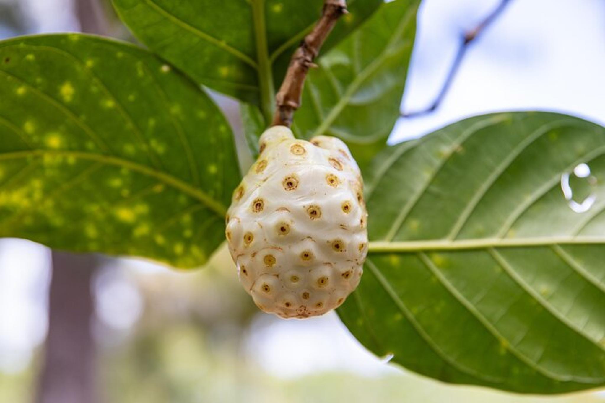 Kauai Tropical Fruit Tasting Tour - Image 6
